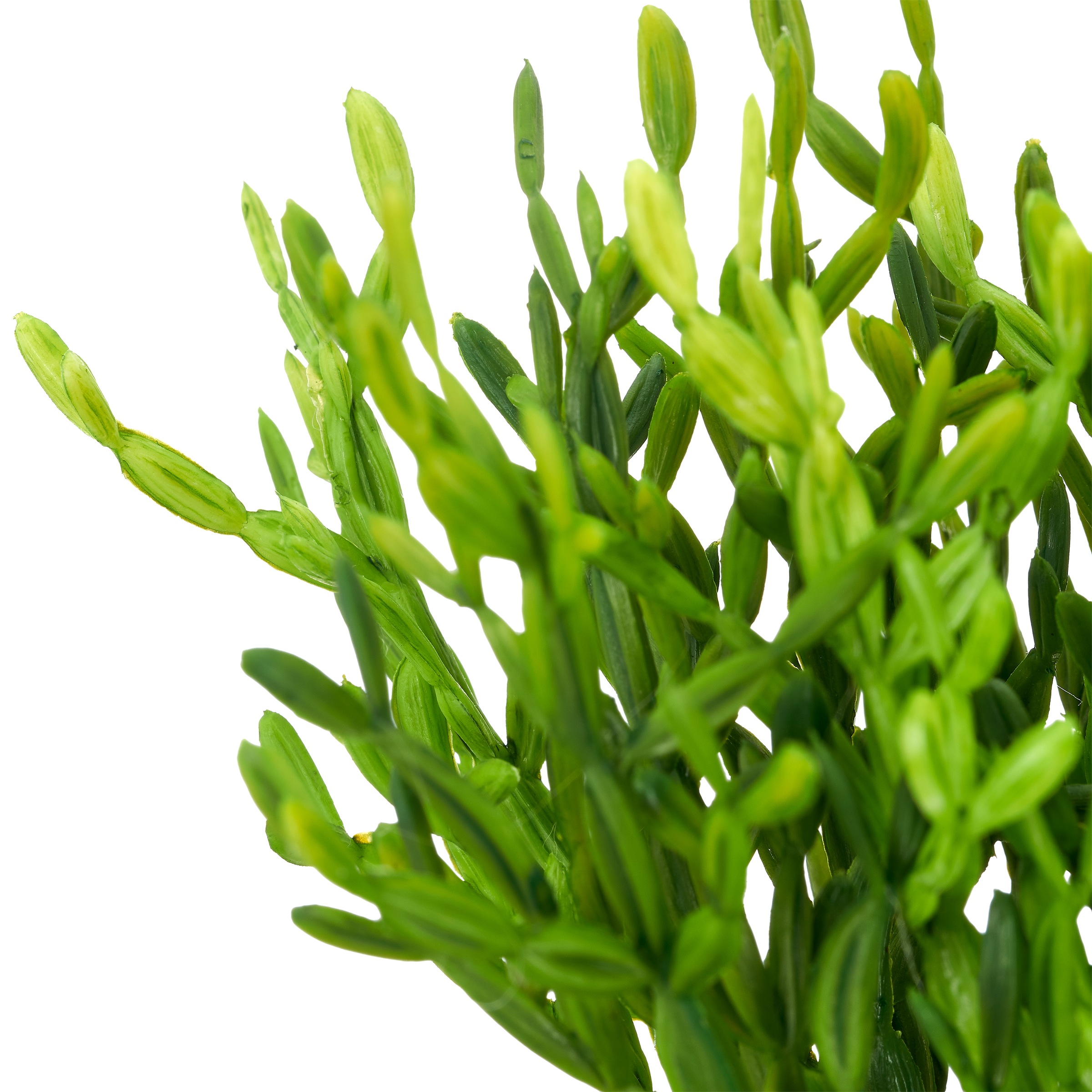 Creativ green Kunstpflanze »Grünpflanzen-Mix« im trendigen Pflanzgefäß