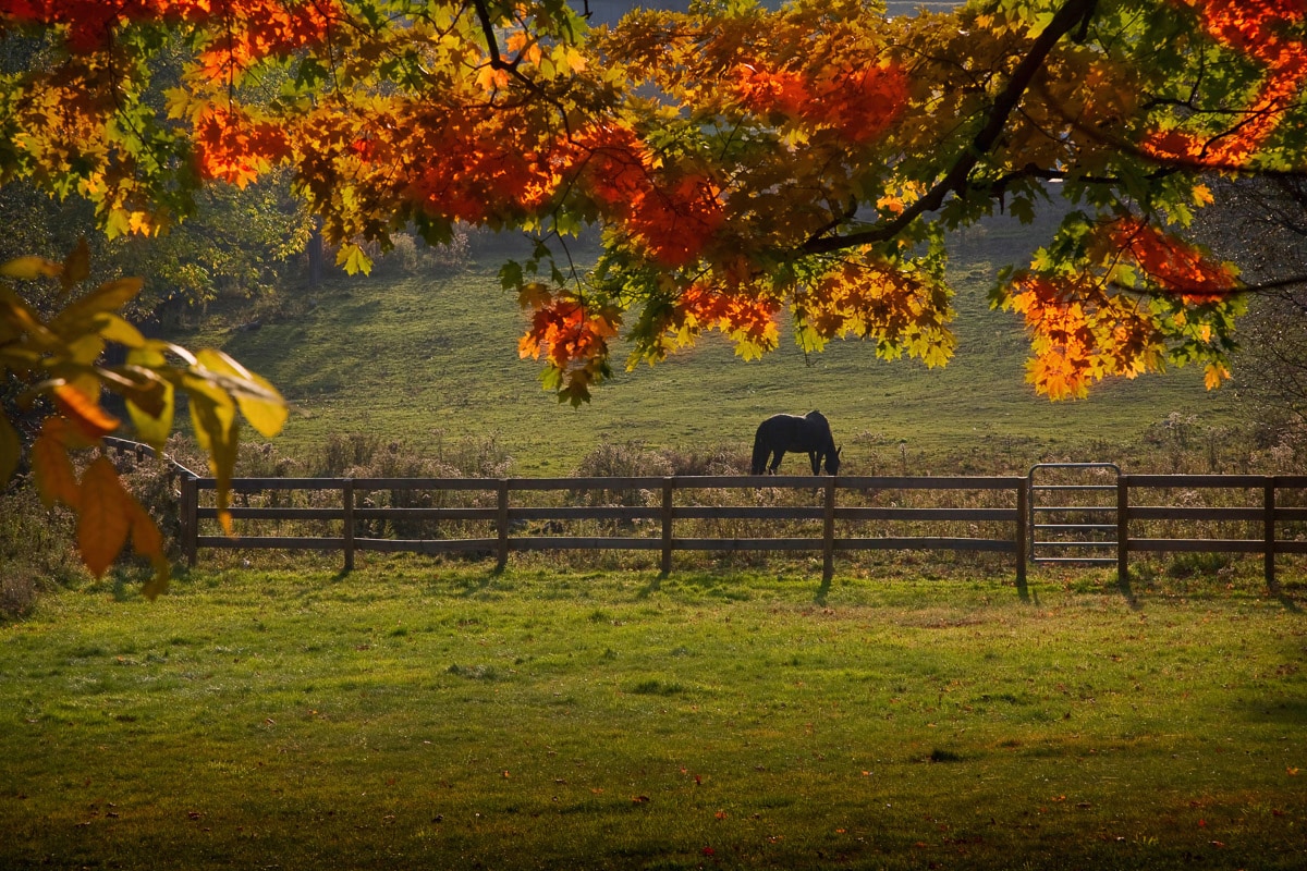 Fototapete »Pferd auf der Weide«