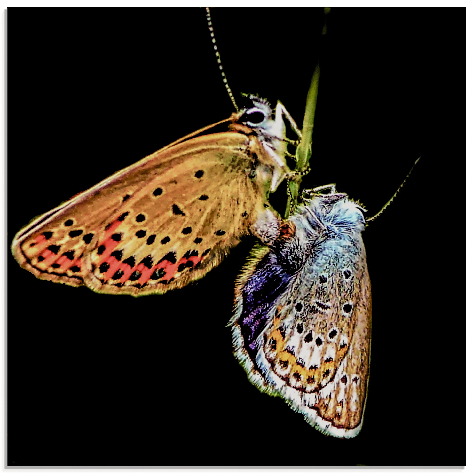 Artland Glasbild »Darf ich bitten....«, Insekten, (1 St.)