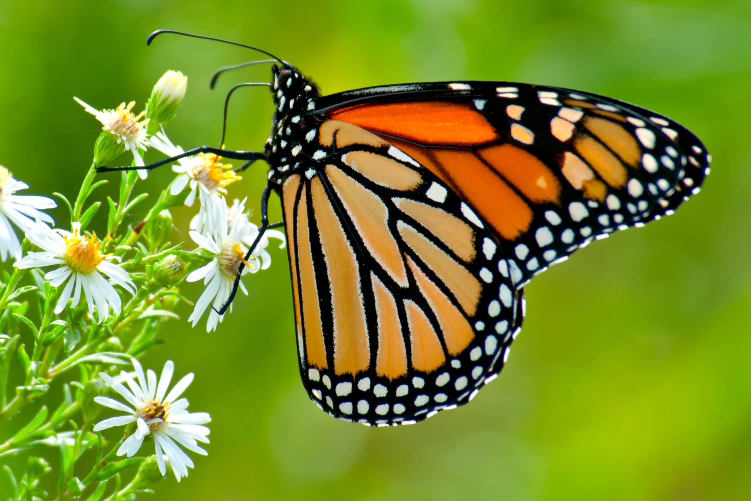 Fototapete »Monarch Butterfly«