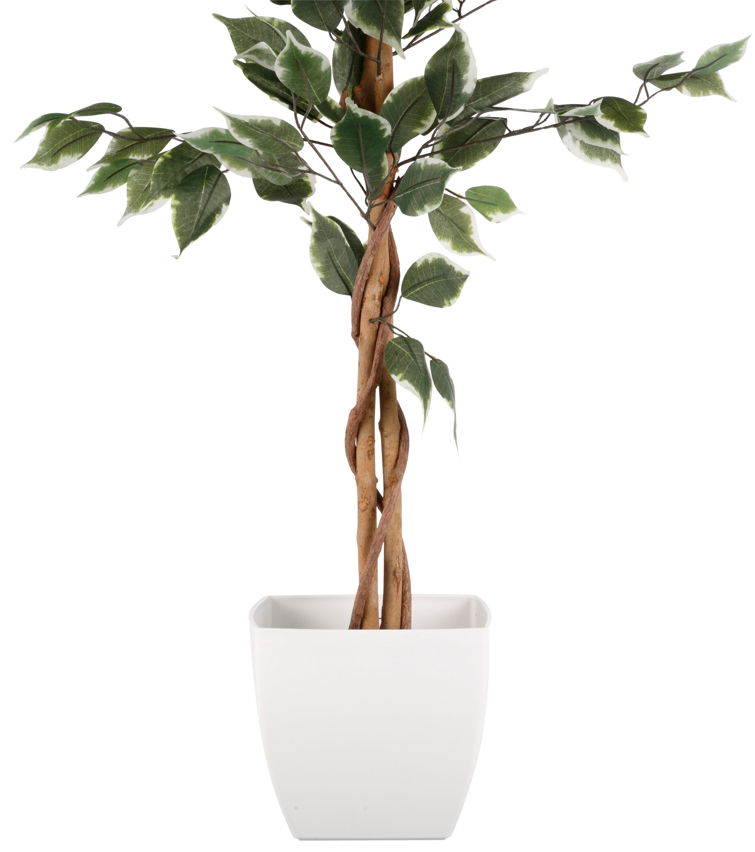 Shop Creativ OTTO green Online Kunstpflanze Benjamini«, »Ficus St.) (1 im