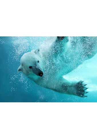 Fototapete »Eisbär unterwasser«