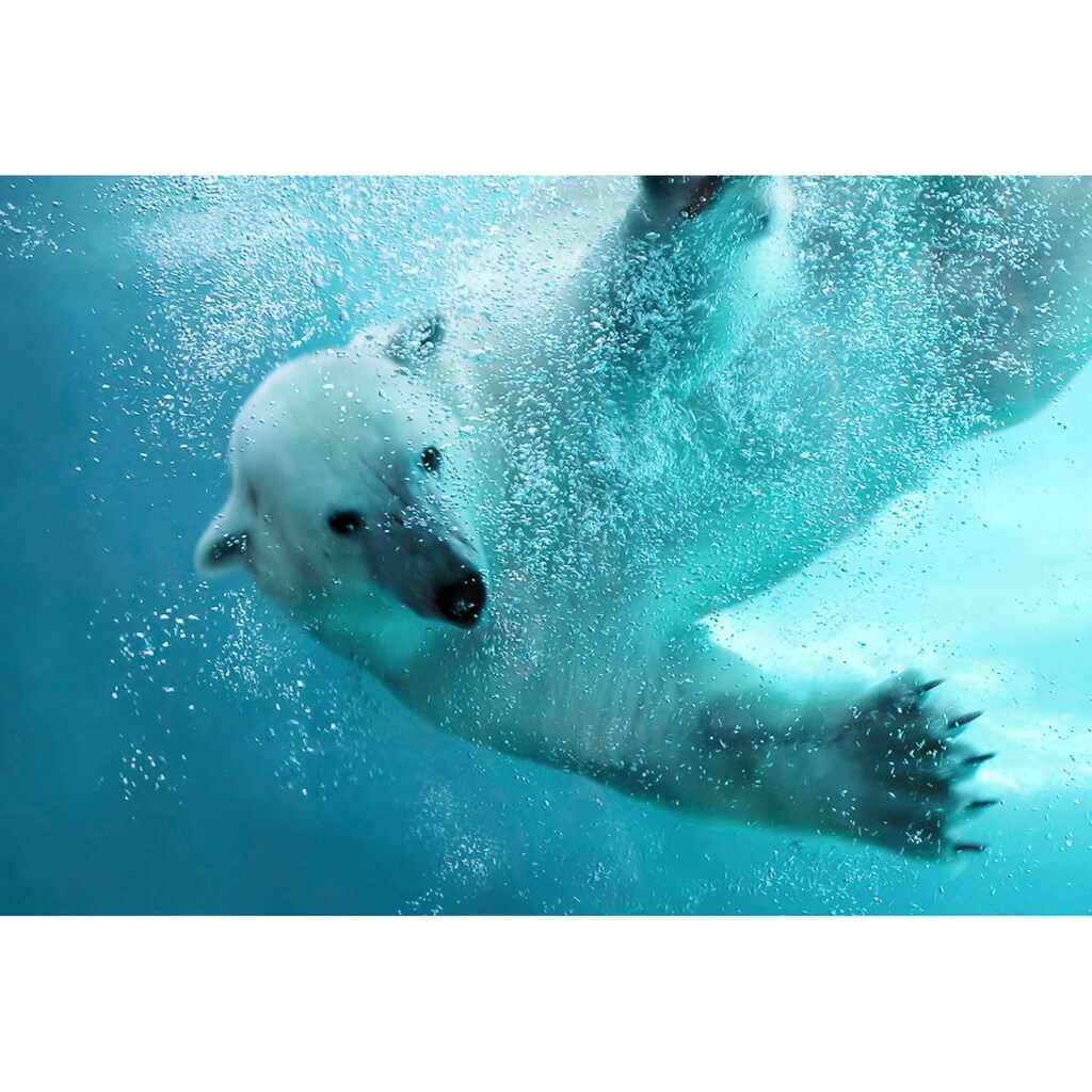 Papermoon Fototapete »Eisbär unterwasser«