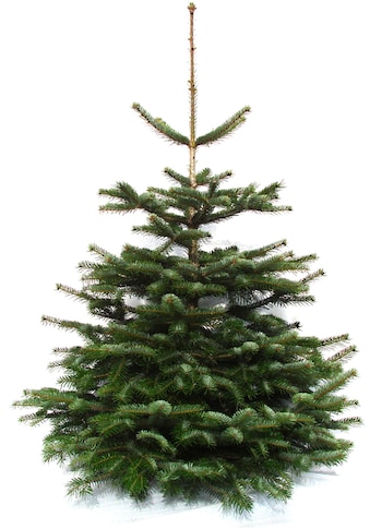 Weihnachtsbaumland Echter Weihnachtsbaum »Echte Premium-Nordmanntanne, Weihnachtsdeko... kaufen