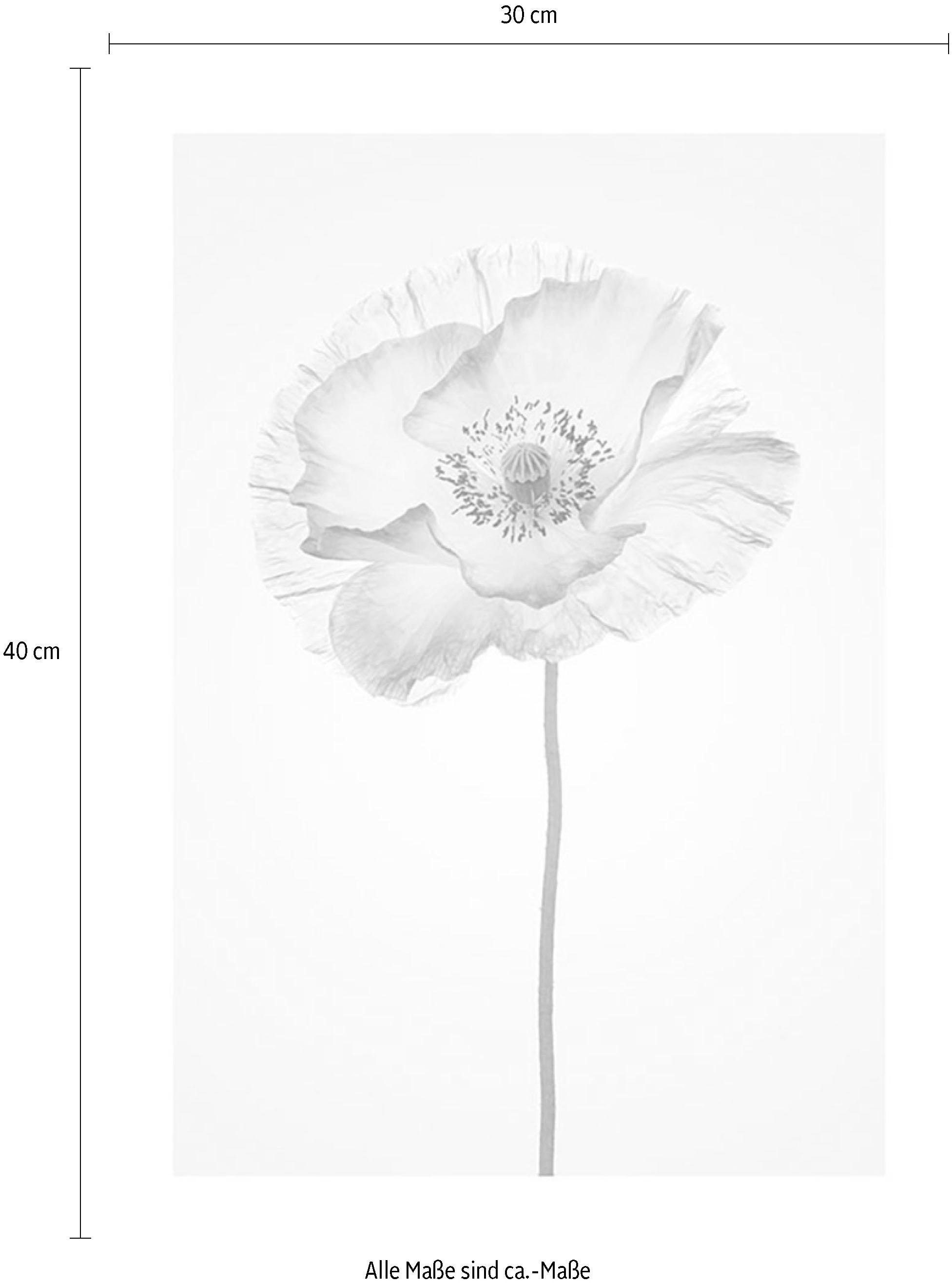 Komar Poster »Poppy«, Blumen, (1 St.), Kinderzimmer, Schlafzimmer,  Wohnzimmer online bei OTTO | Poster