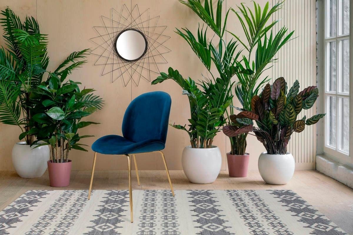 Kayoom Stuhl »Charlize 110 2er-Set, TOPSELLER! Esszimmerstühle,moderne Optik« (Set) 2 Stk.samtweicher Bezug, bequem, zeitlos, moderne Optik