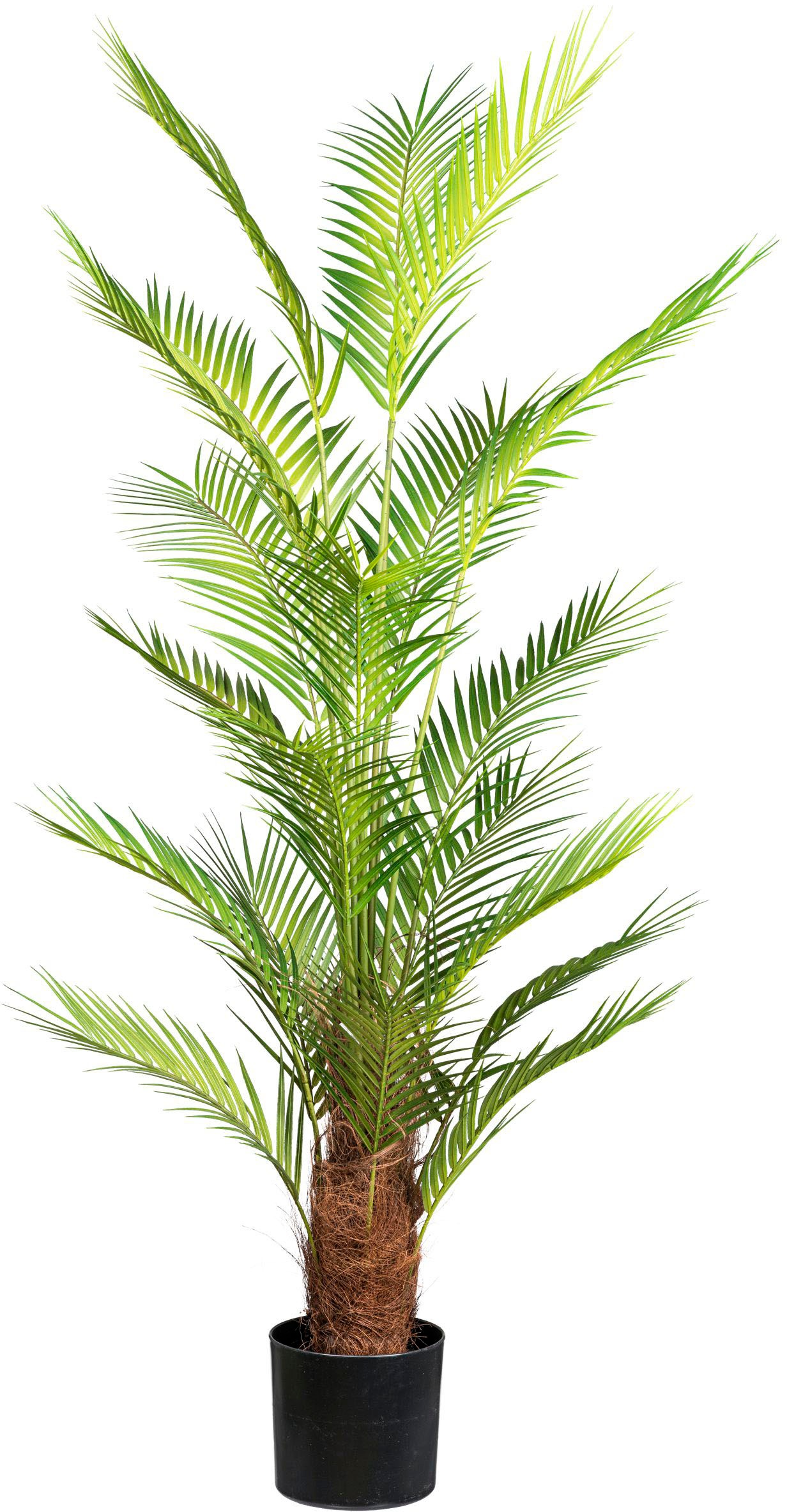 Creativ Green Kunstpalme »Arecapalme« mit Kokosfasern in grün, Größe B/H/L: 150 cm