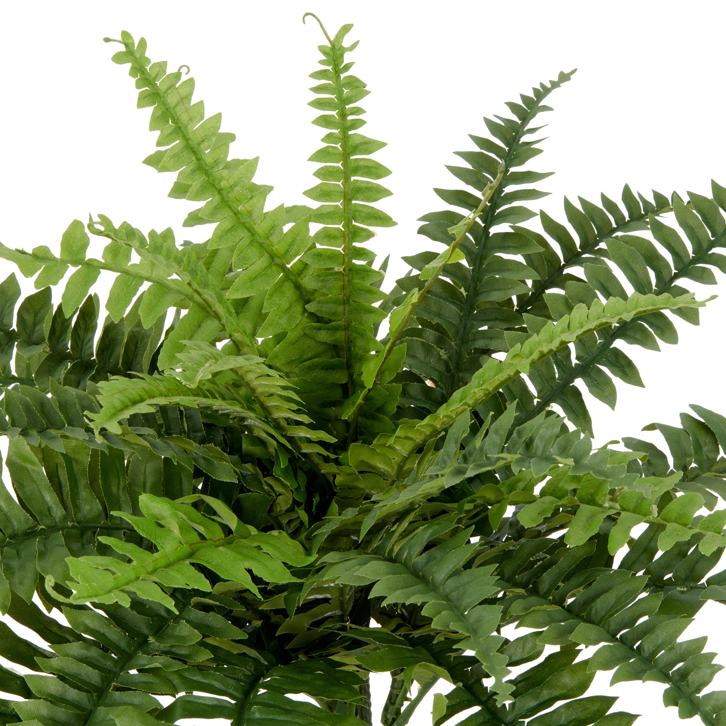 Creativ green Kunstpflanze »Bostonfarn ohne Topf« mit zahlreichen Farnwedeln