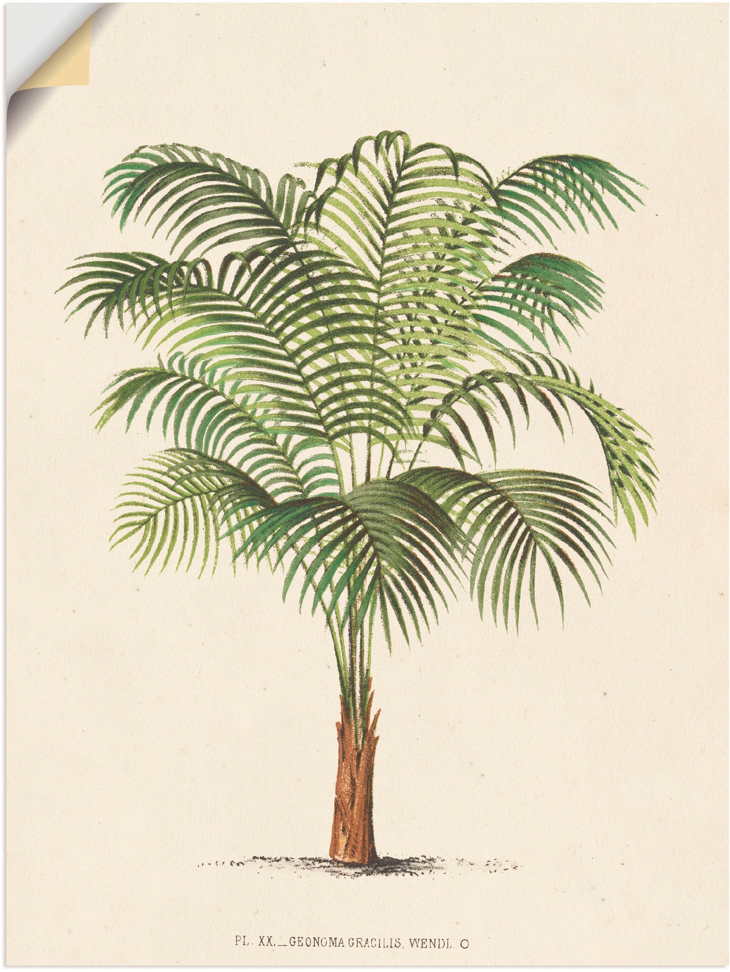 Artland Wandbild »Palme II«, Pflanzen, (1 St.), in vielen Größen & Produktarten - Alubild / Outdoorbild für den Außenbereich, Leinwandbild, Poster, Wandaufkleber / Wandtattoo auch für Badezimmer geeignet
