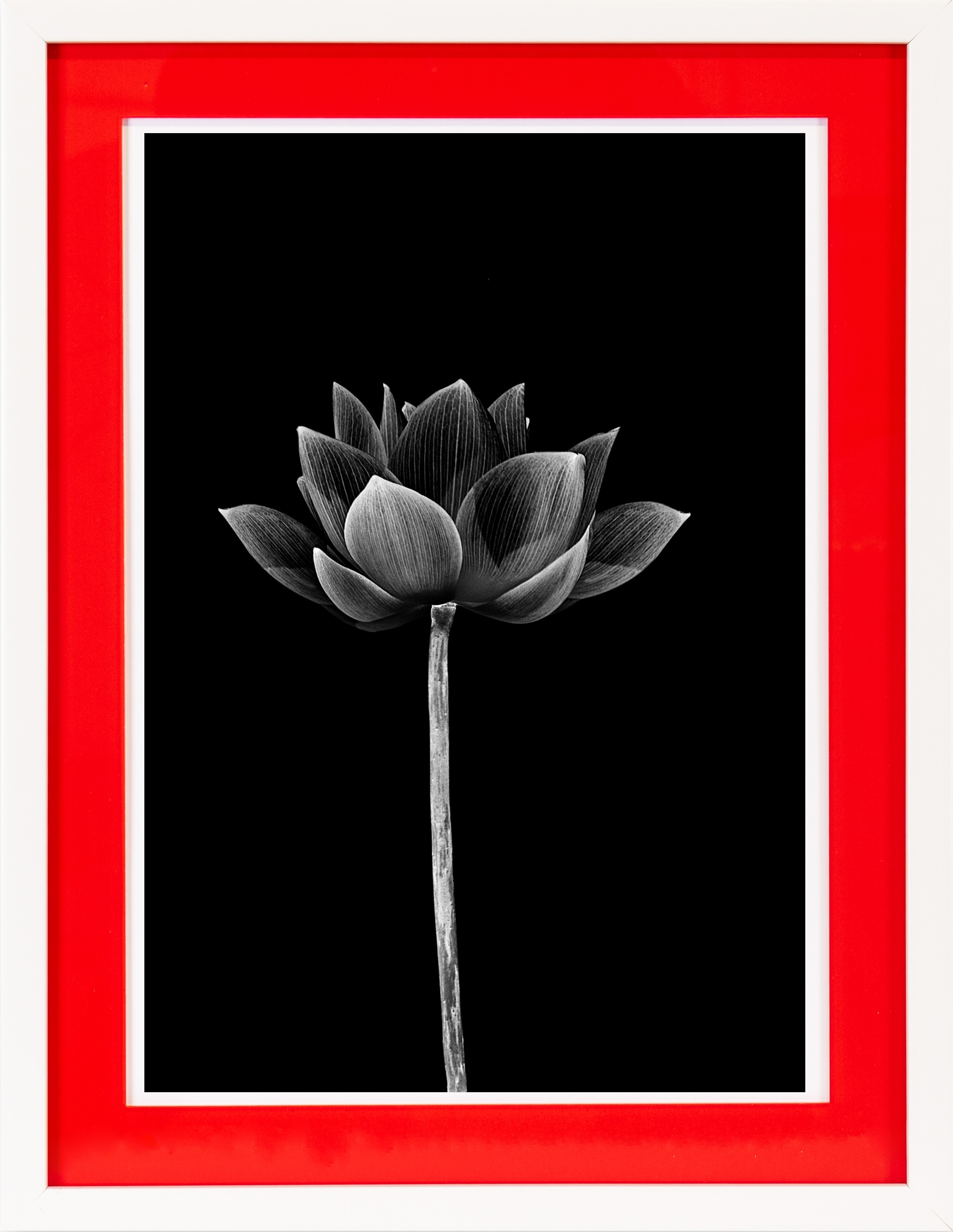 queence Bild mit Rahmen »Blume, schwarz, weiß«, Blumen-Blumenbilder-Schwarz-Weiß, (1 St.), Poster mit buntem Acrylglas Passepartout