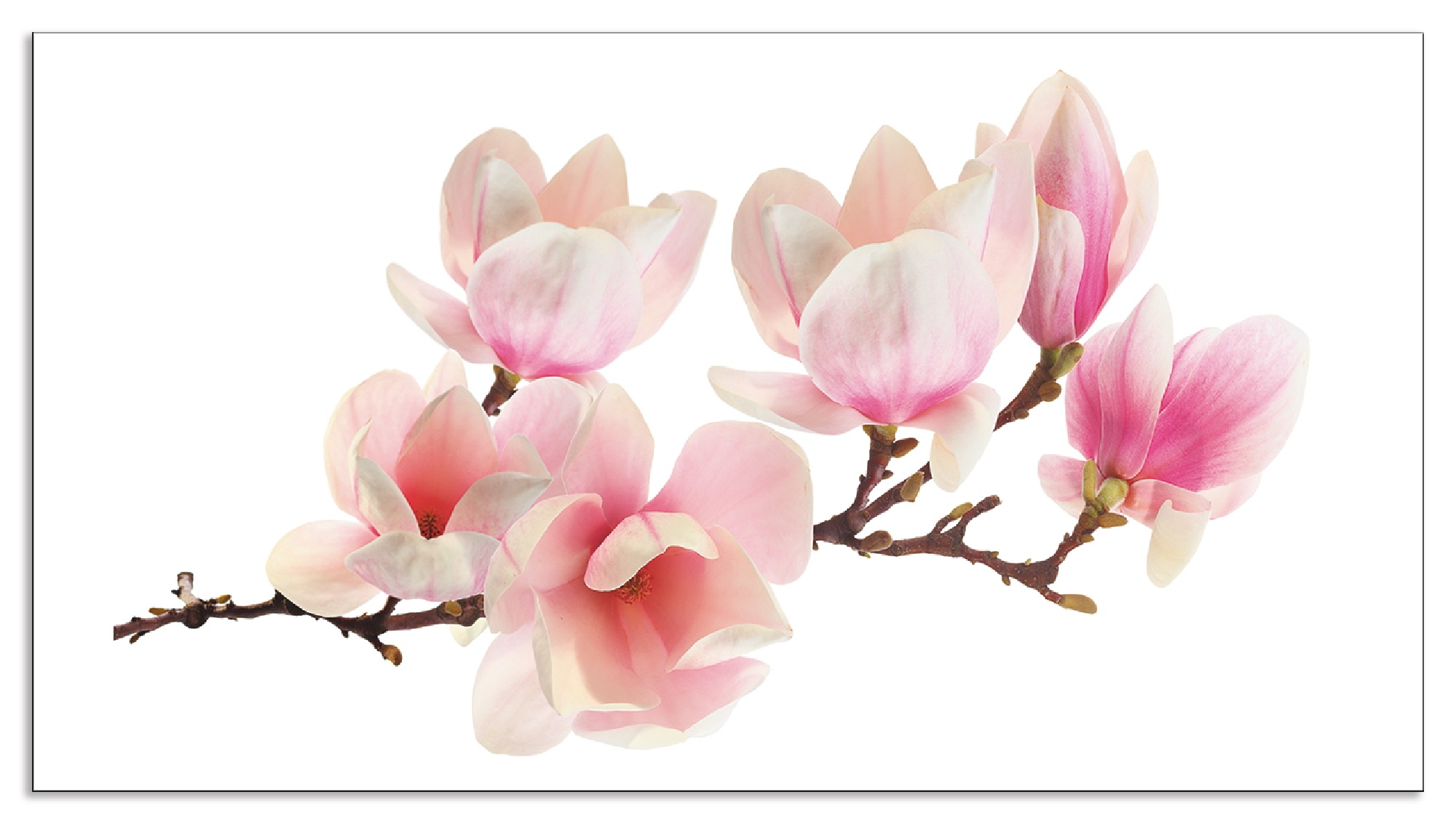 Artland Küchenrückwand »Magnolie«
