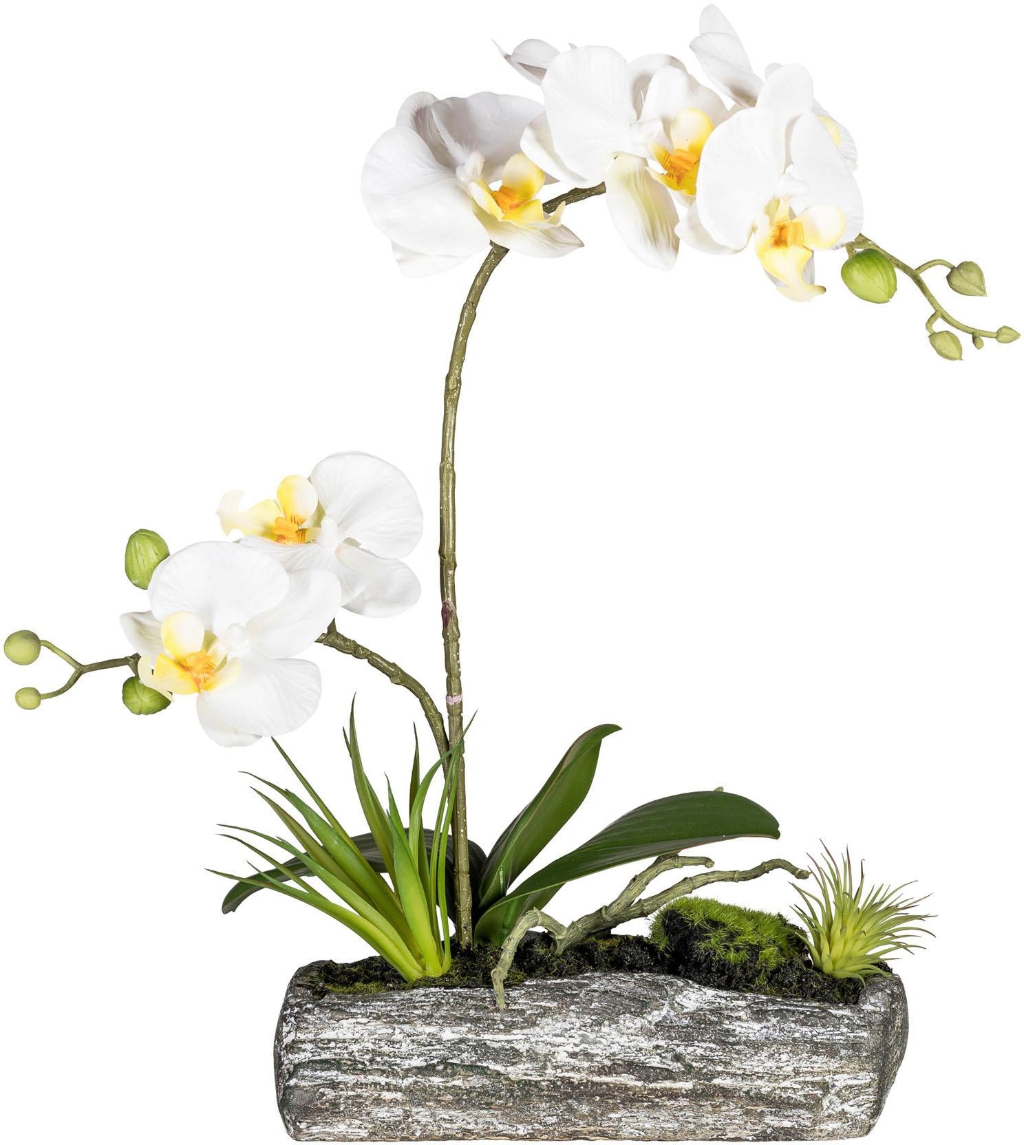 OTTO (1 »Phalaenopsis«, Keramikschiff online green Kunstorchidee bestellen bei im Creativ St.),