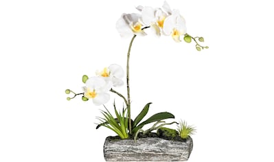 Creativ green Kunstorchidee »Phalaenopsis«, (1 St.), im Keramikschiff  bestellen online bei OTTO