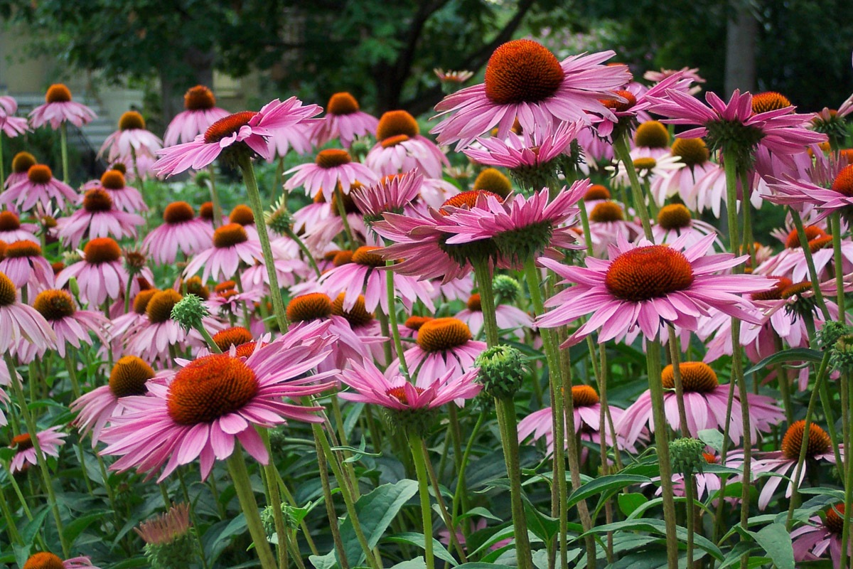 Papermoon Fototapete »Sommerblumen«