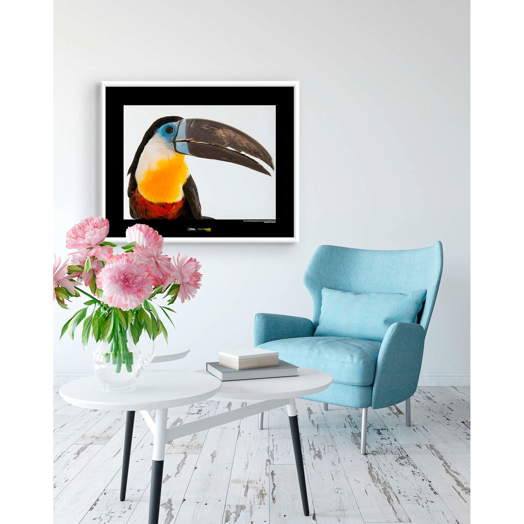 Komar Poster »Channel-billed Toucan«, Tiere, Höhe: 50cm