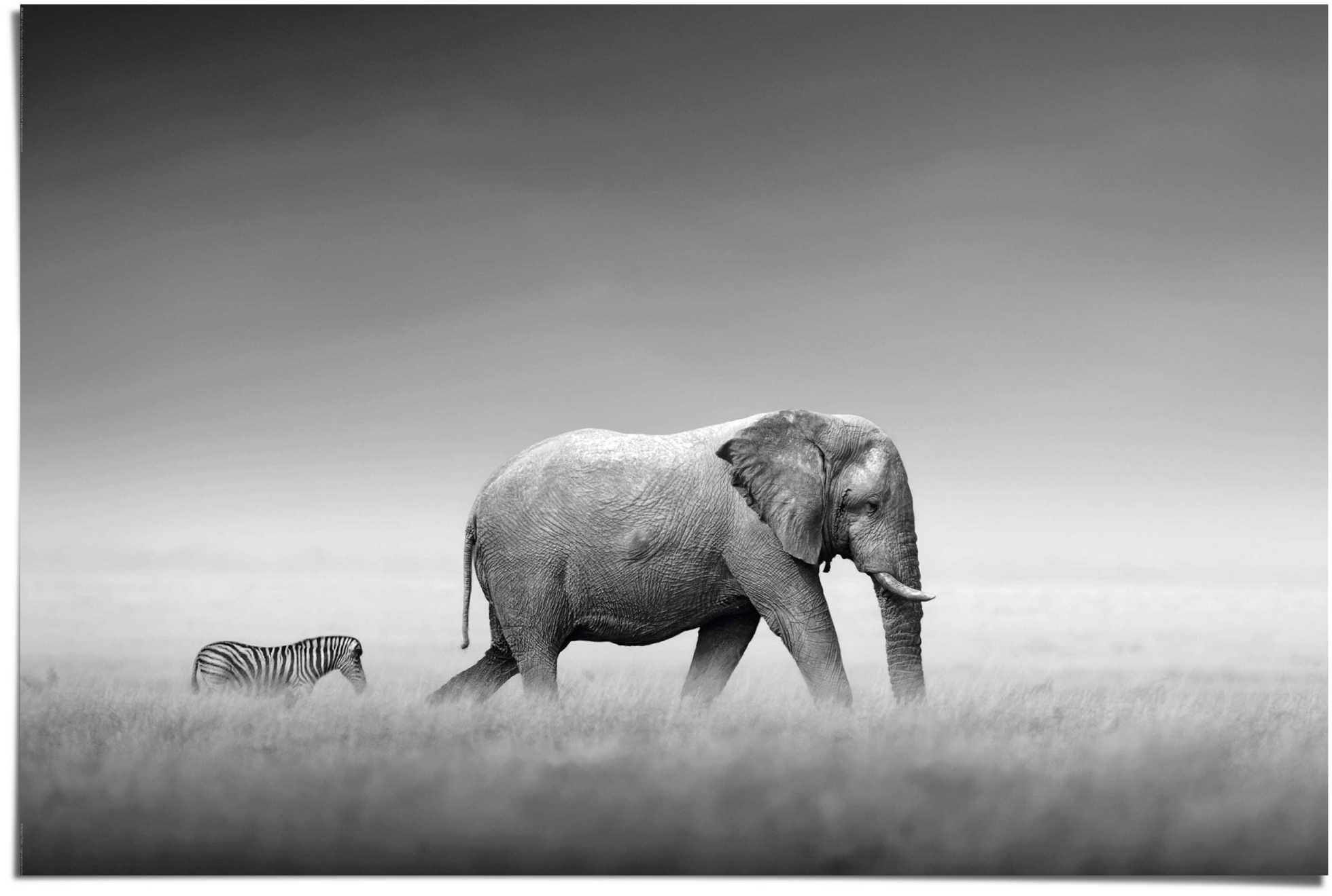 Reinders! Poster »Könige der Natur Elefant«, (1 St.)