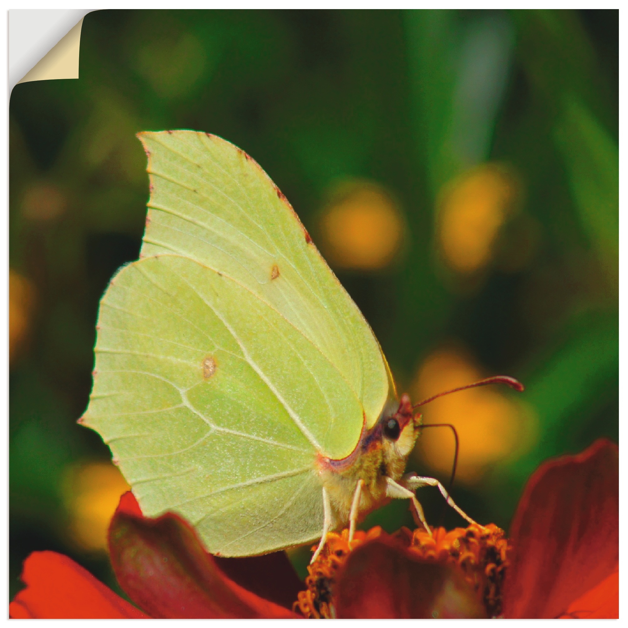 Artland Wandbild »Zitronenfalter«, Insekten, (1 St.), in vielen Größen & Produktarten - Alubild / Outdoorbild für den Außenbereich, Leinwandbild, Poster, Wandaufkleber / Wandtattoo auch für Badezimmer geeignet