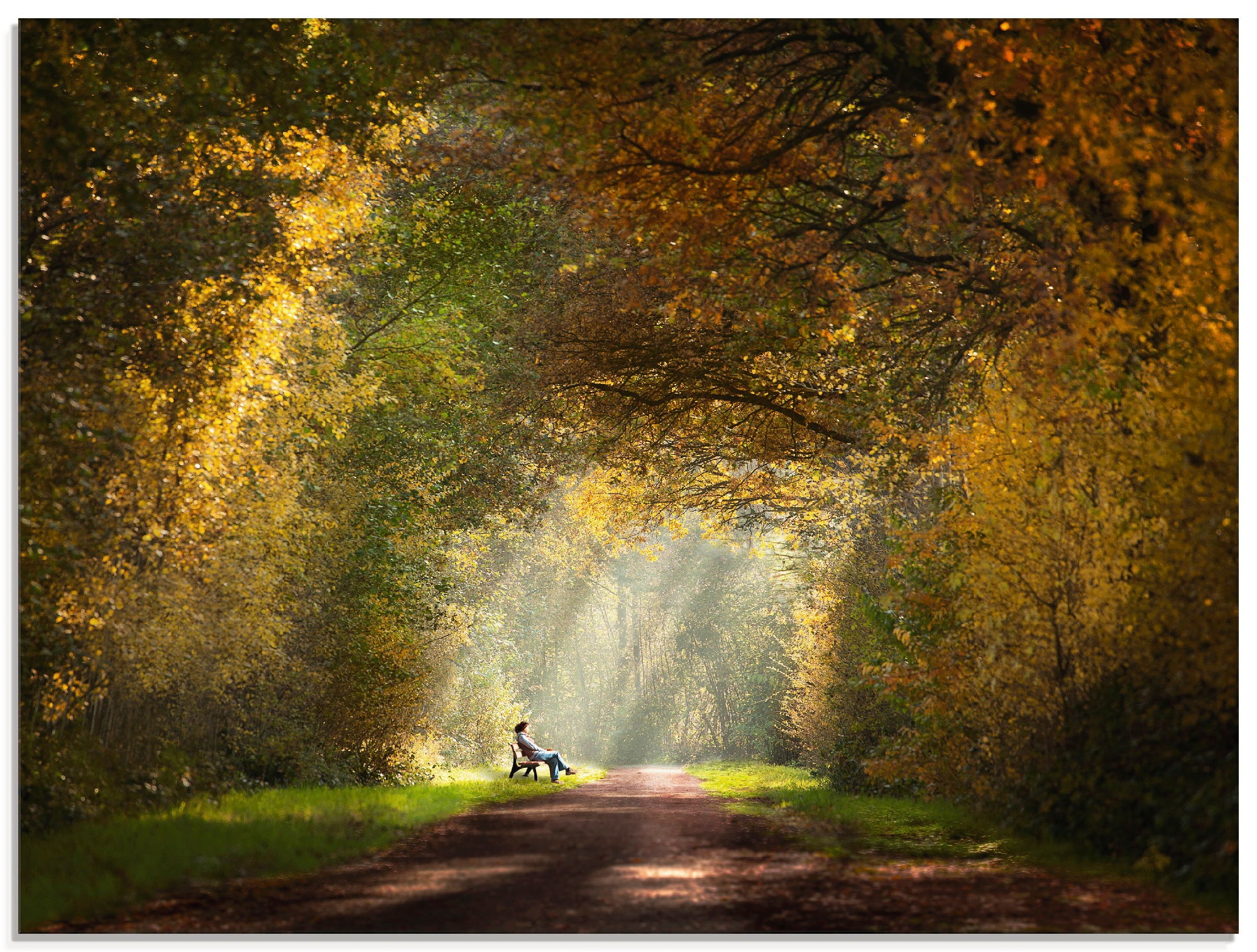 Jetzt Wald Bilder bestellen online bei OTTO