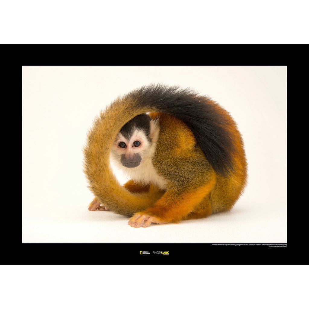 Komar Poster »Central American Squirrel Monkey«, Tiere