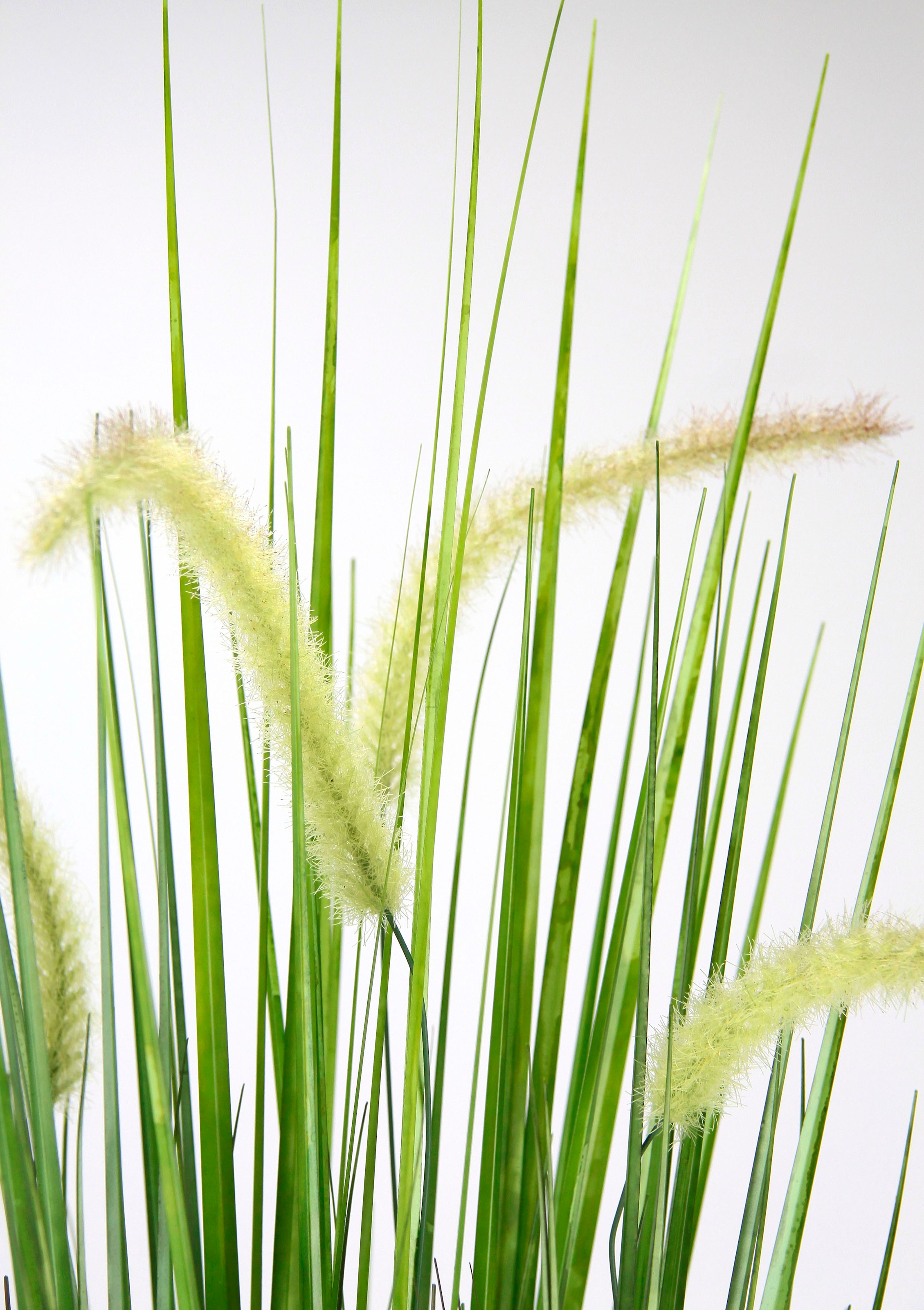 I.GE.A. Kunstpflanze »Fuchsschwanzgras« Mit Übertopf Kunstgras Deko Borstenhirse Panicoideae Süßgräser Setaria