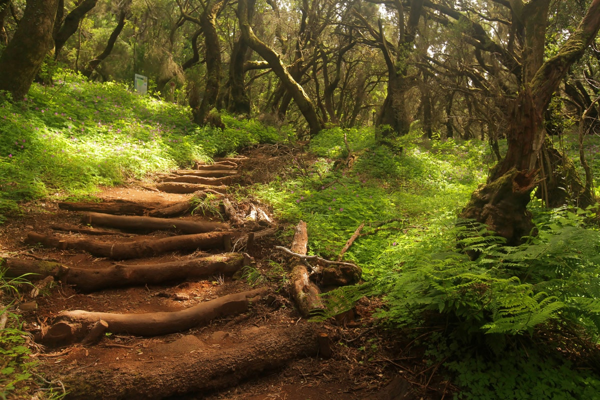 Fototapete »Waldweg«