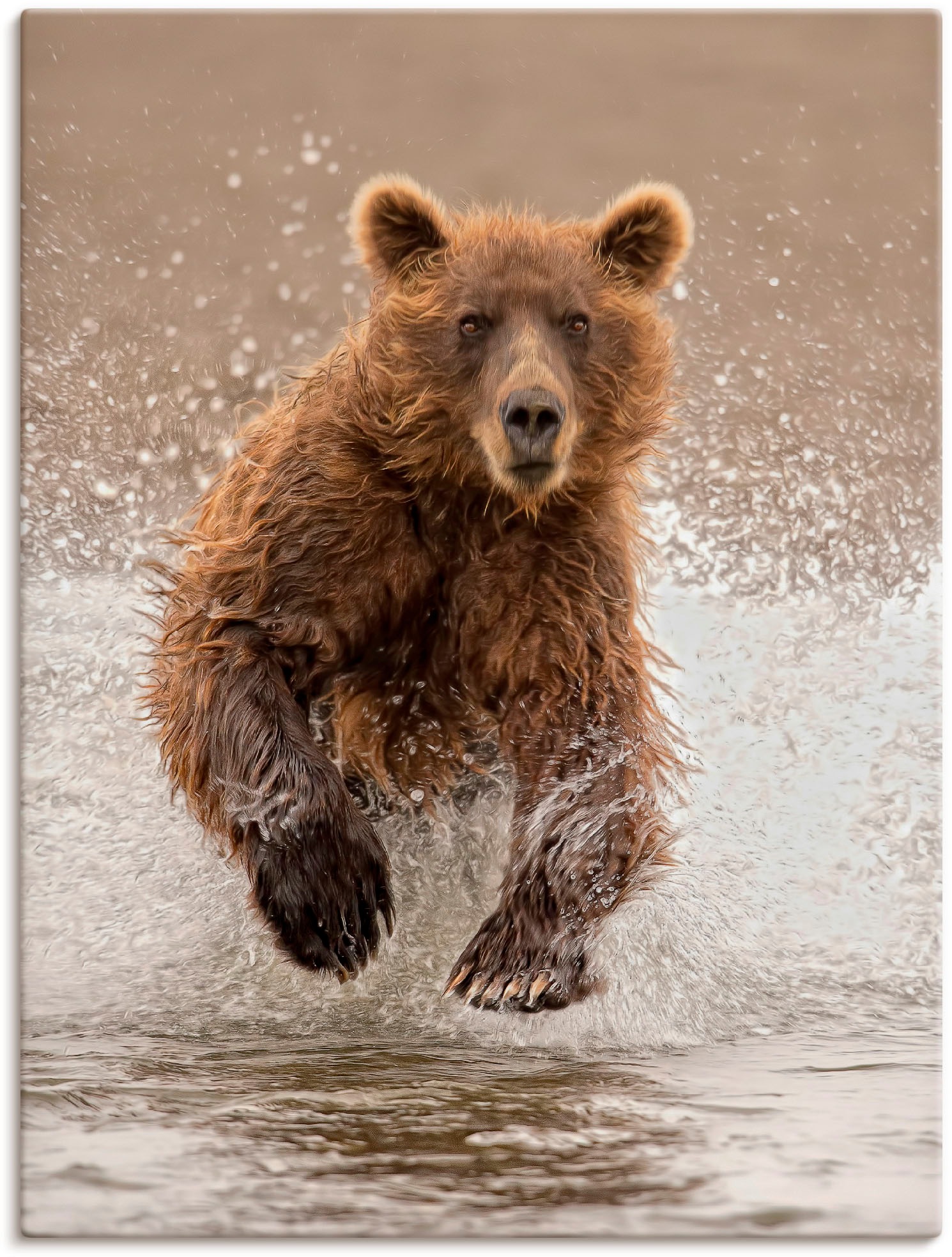 Artland Wandbild »Bären beim Spielen II«, Wildtiere, (1 St.), in vielen Größen & Produktarten - Alubild / Outdoorbild für den Außenbereich, Leinwandbild, Poster, Wandaufkleber / Wandtattoo auch für Badezimmer geeignet