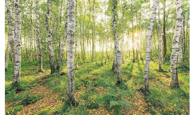 Komar Vliestapete »Birch Trees«, naturalistisch kaufen