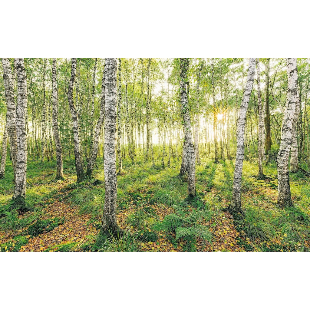 Komar Vliestapete »Birch Trees«