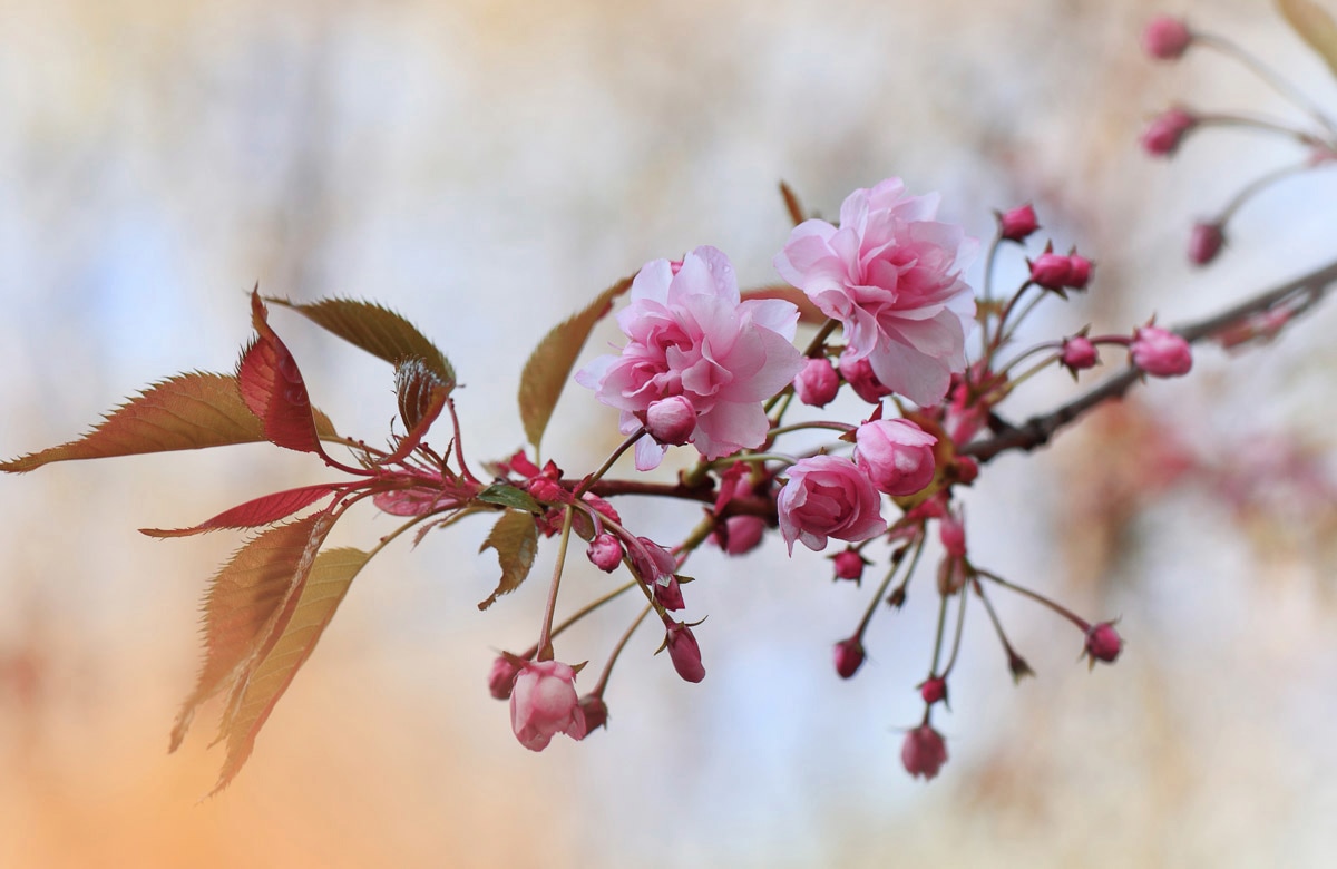 Fototapete »Zen Wassertropfen mit Blume Makro«