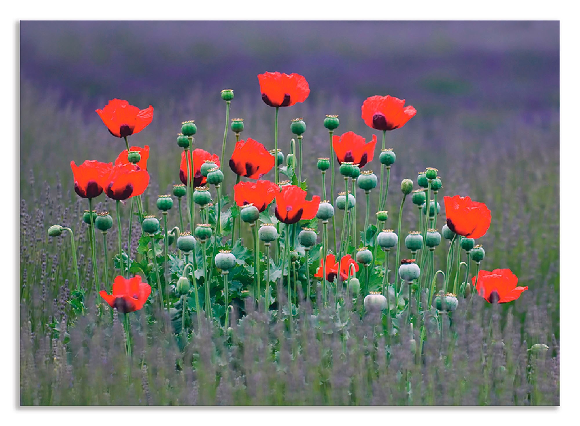 Küchenrückwand »Lavendelfarm in Sequim - Mohnblumen«, (1 tlg.), Alu Spritzschutz mit...