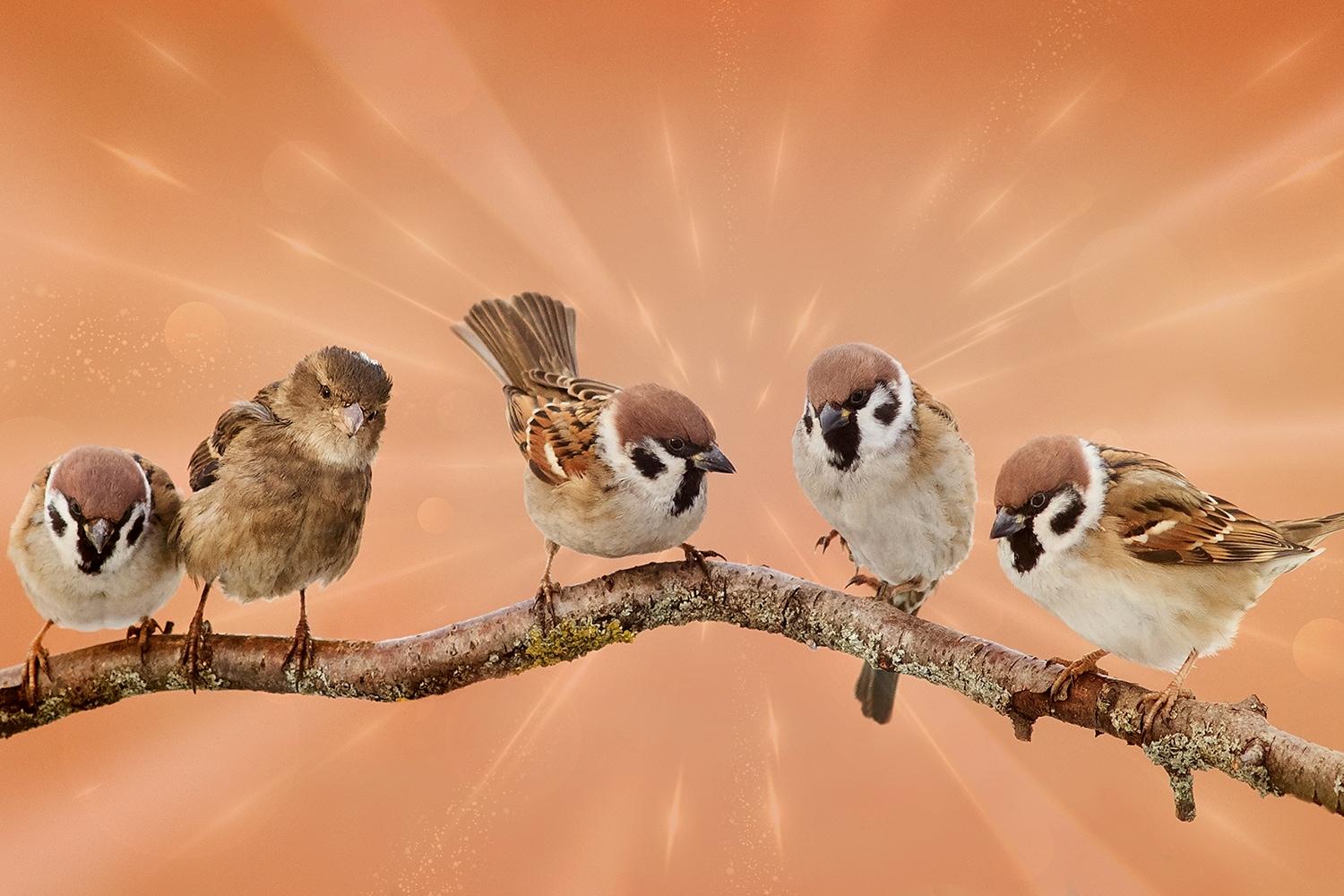 queence Leinwandbild »Ivy«, Vögel-Vogelbilder-Pflanzen-Pflanzenbilder-Kunst, (1 St.), Premium-Leinwandstoff, Handarbeit aus Deutschland