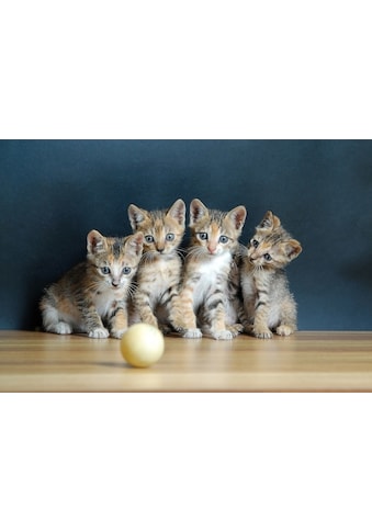 Fototapete »Süße katzen«