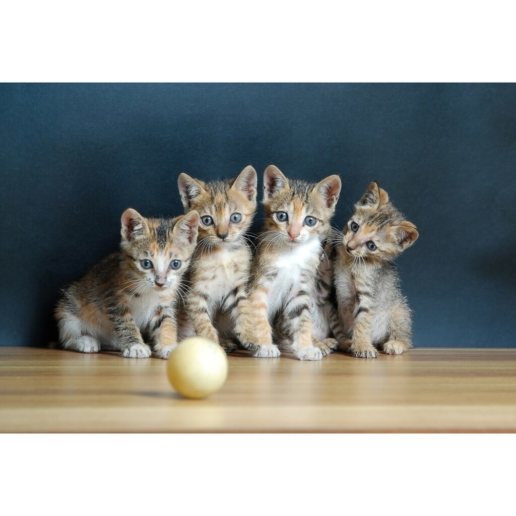 Papermoon Fototapete »Süße katzen«