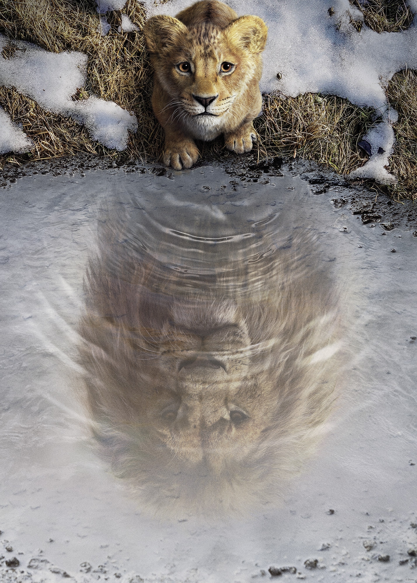 Komar Wandbild »Disney Mufasa The Lion King«, Disney, (Set, 1 St.), 50 x 70 cm (Breite x Höhe) - Kinderzimmer, Dekoration