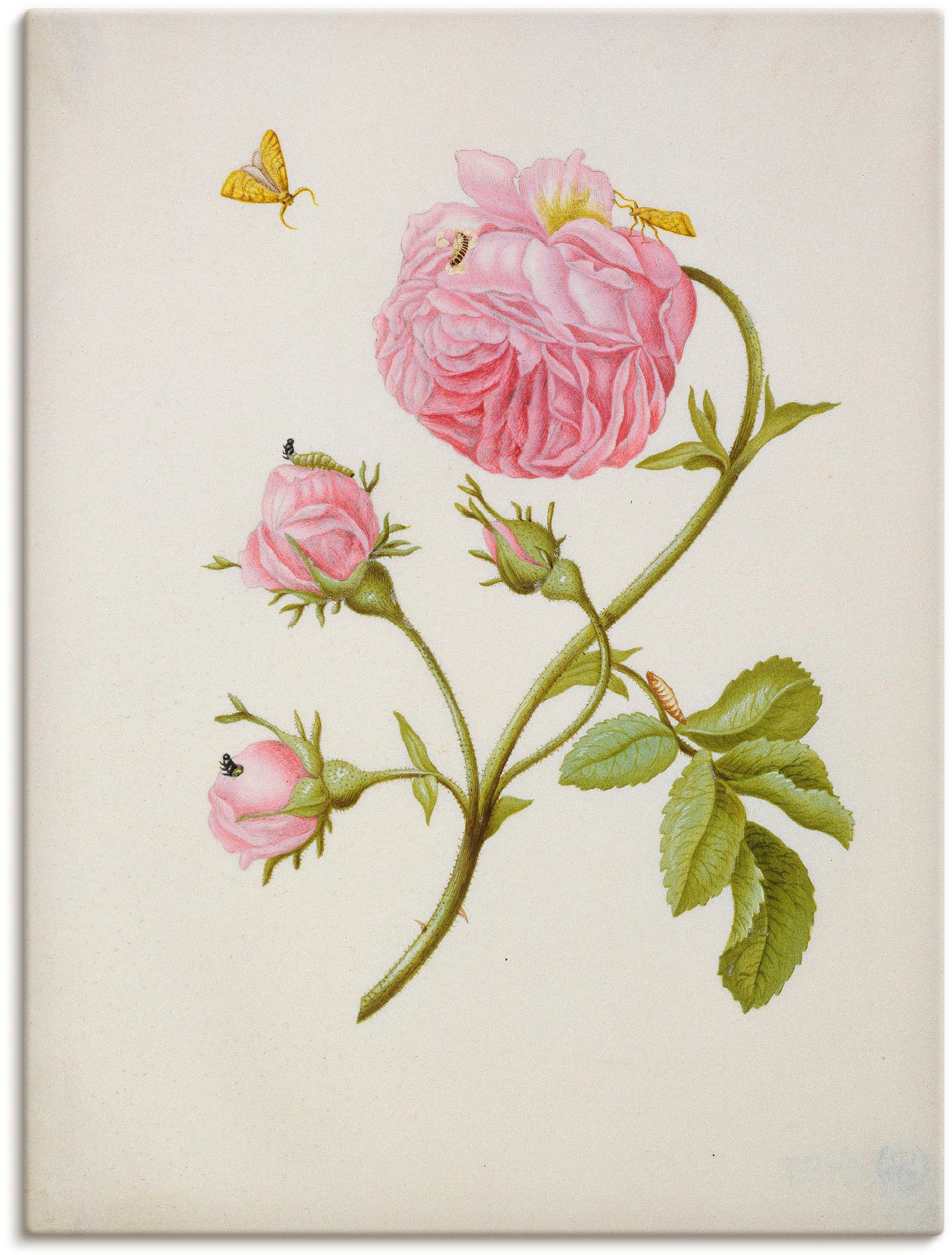 Artland Wandbild »Buschröschen Miniermotte, Larve, Puppe«, Blumen, (1 St.), in vielen Größen & Produktarten -Leinwandbild, Poster, Wandaufkleber / Wandtattoo auch für Badezimmer geeignet