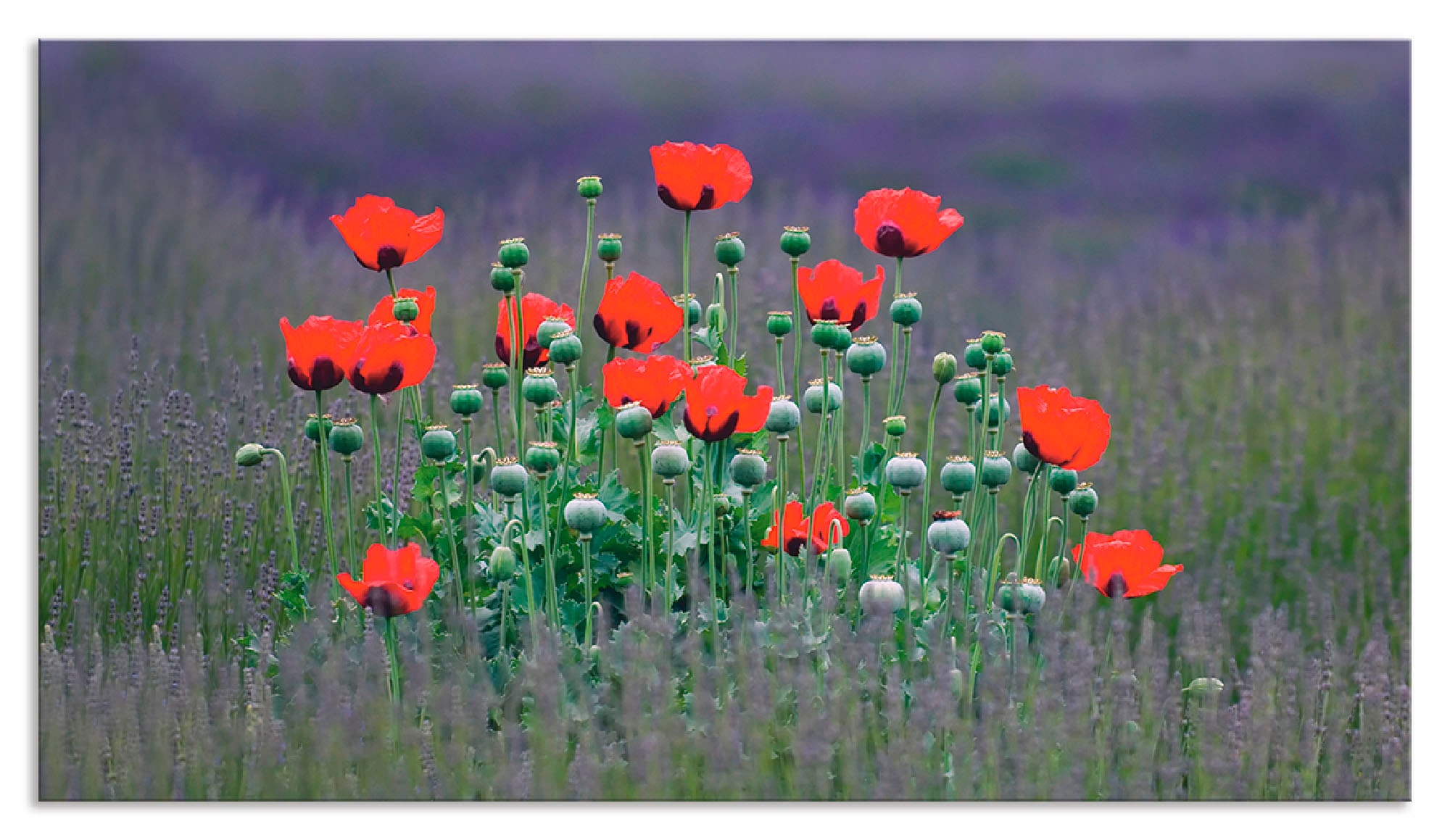 Artland Küchenrückwand »Lavendelfarm in Sequim - Mohnblumen«, (1 tlg.), Alu Spritzschutz mit Klebeband, einfache Montage