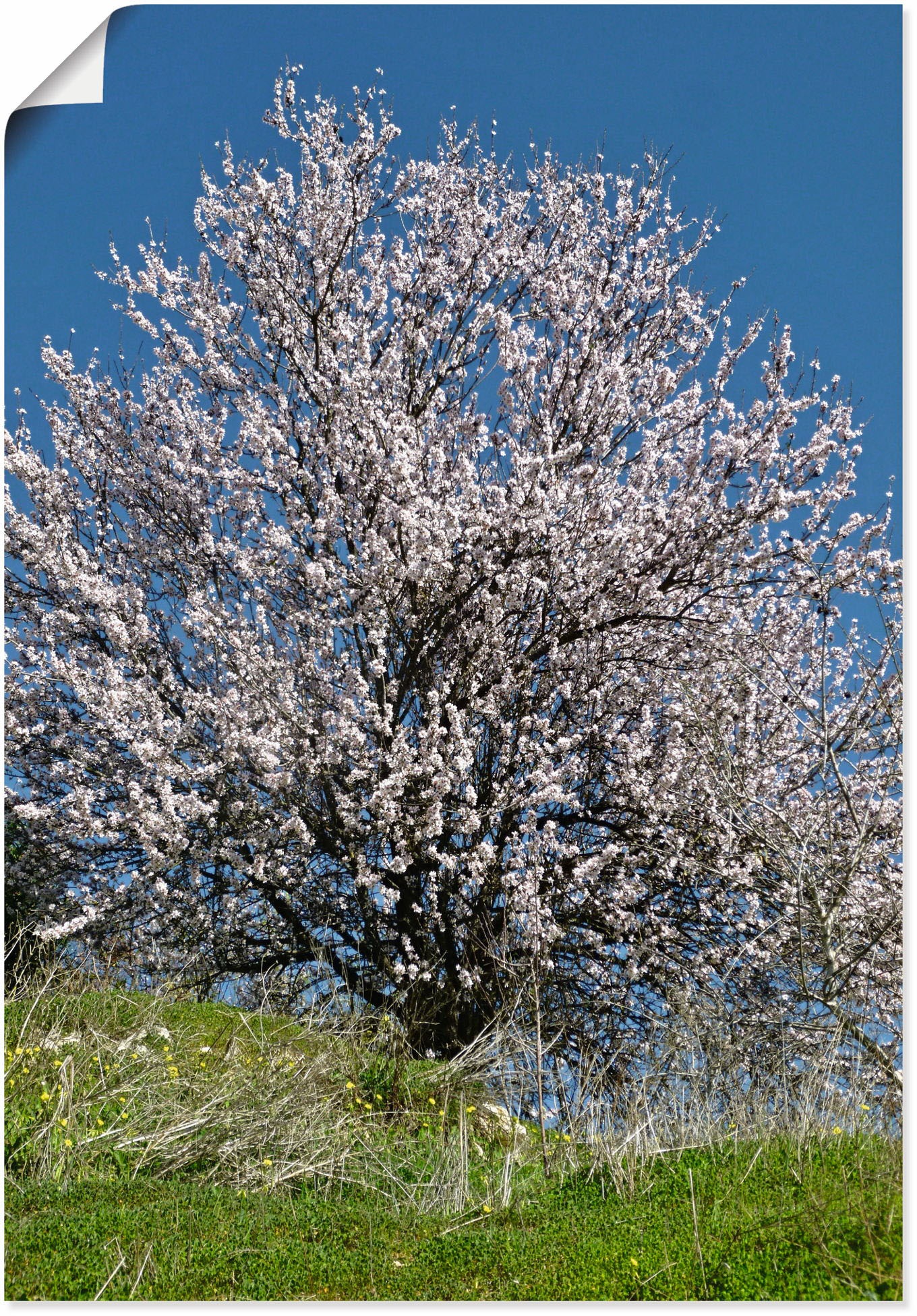 Artland Wandbild »Mandelbaum Bluete«, Alubild, in Wandaufkleber Größen Baumbilder, in Leinwandbild, bei St.), (1 als kaufen oder versch. voller online Poster OTTO