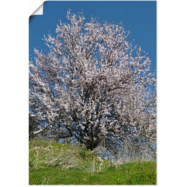 online Bluete«, Leinwandbild, »Mandelbaum kaufen in als (1 oder bei Größen Poster Wandaufkleber Baumbilder, OTTO Wandbild Alubild, Artland versch. St.), in voller