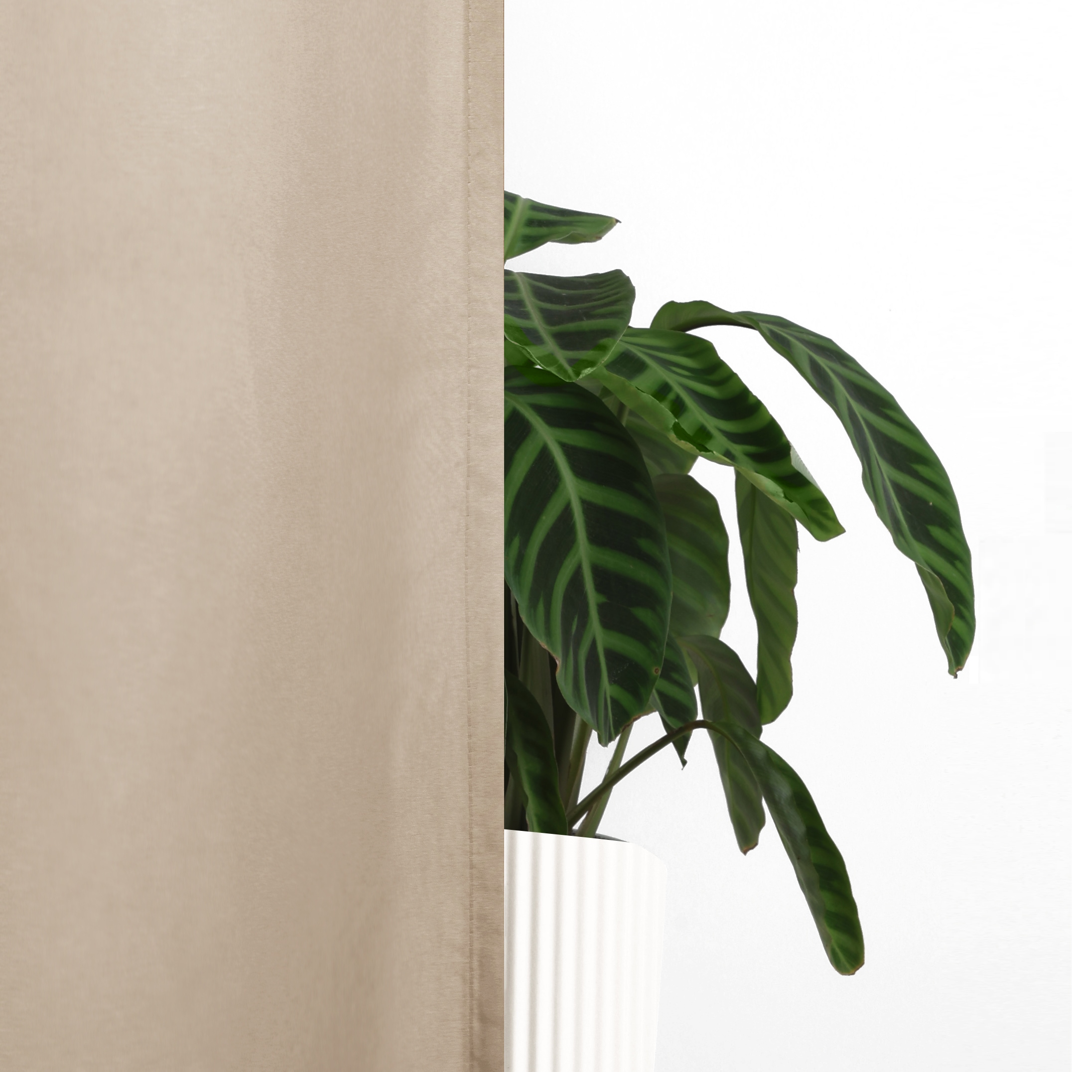 OTTO home Vorhang »Raja, Gardinen mit Kräuselband, Vorhänge Wohnzimmer« Kräuselband 2 Stk. tlg. 2er-Set, Bestseller, einfarbig, modern, pflegeleicht, Mikrofaser