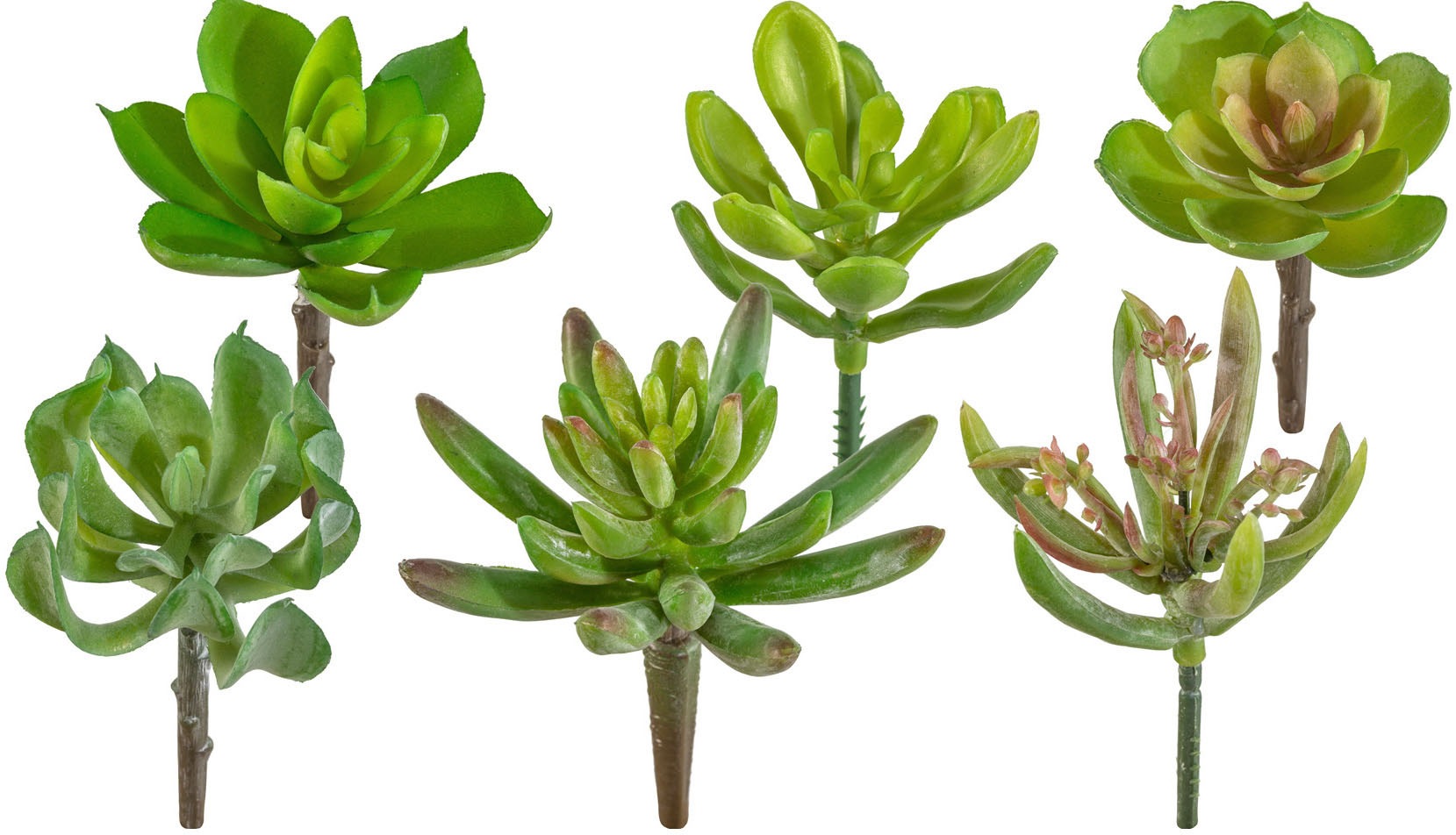 Creativ green Kunstpflanze »Sukkulenten«, 12er Set
