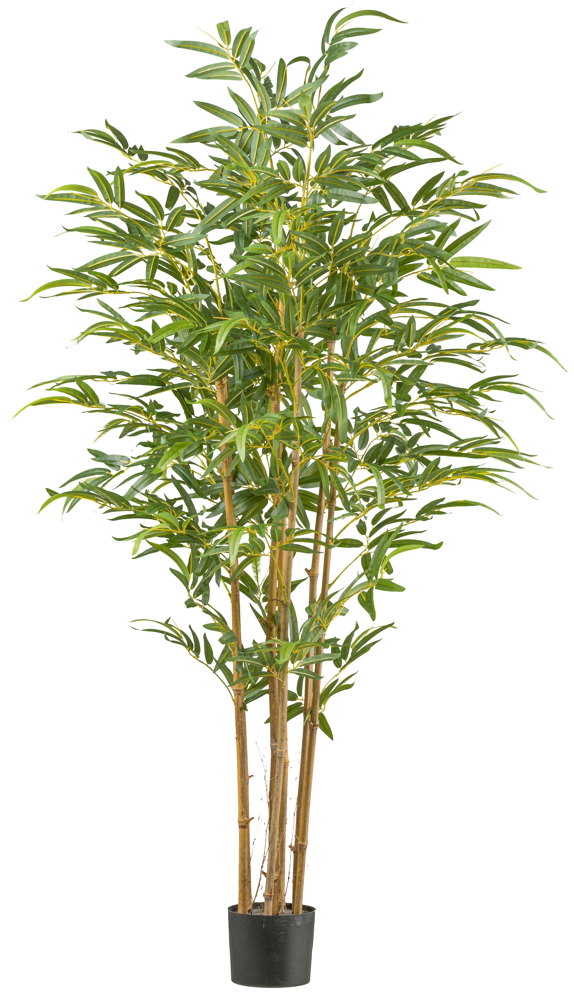 Creativ Green Kunstbambus »Bambus« mit Naturstamm in grün, Größe B/H/L: 180 cm