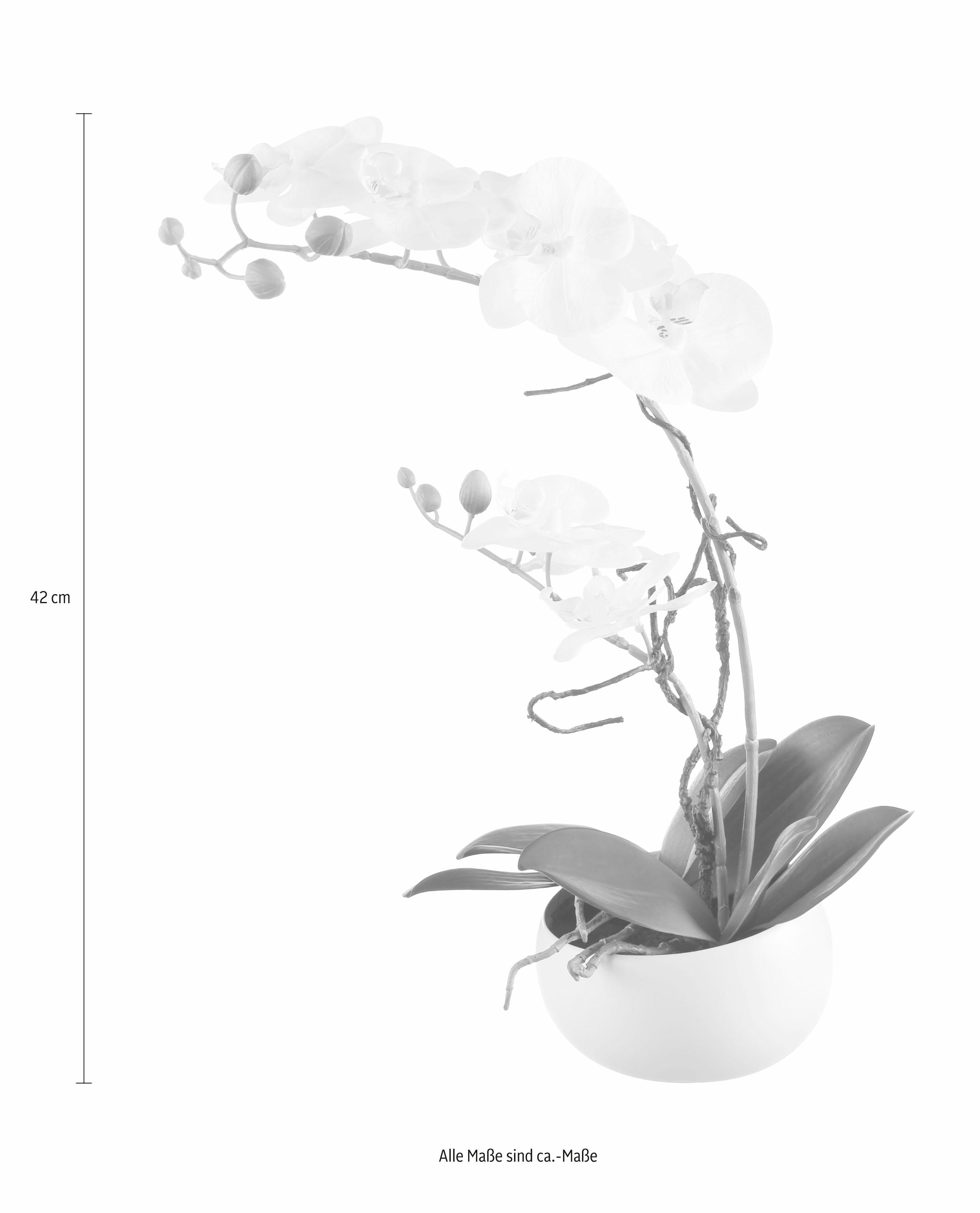 Creativ green Kunstpflanze »Orchidee«