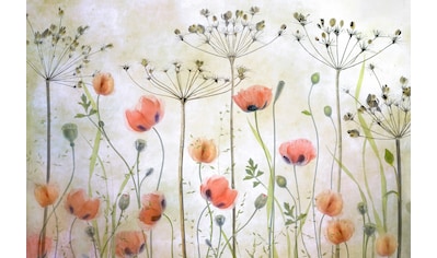 Fototapete »Photo-Art MANDY DISHER, MOHNWIESE«