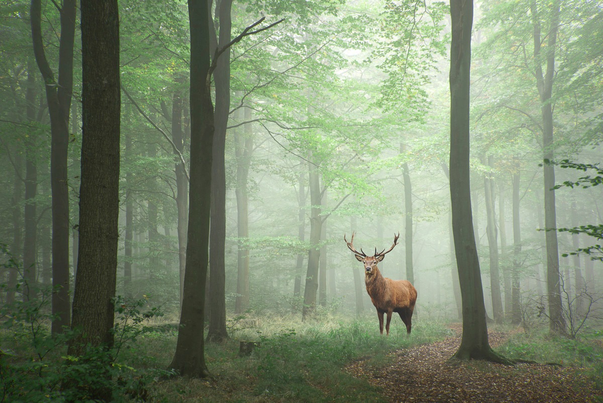 Papermoon Fototapete »Hirsch im Wald«