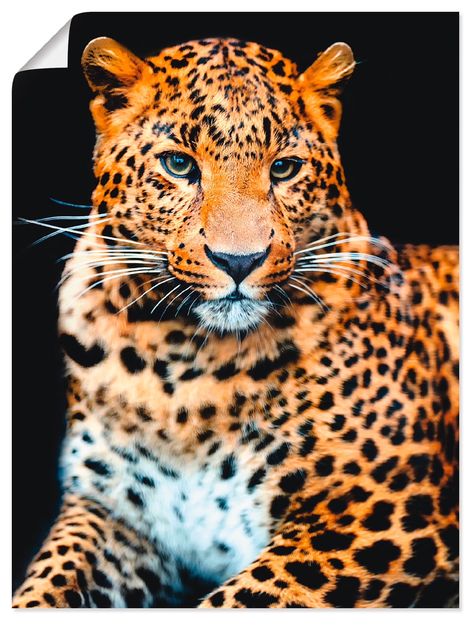 Artland Wandbild »Wütender wilder Leopard«, Wildtiere, (1 St.), in vielen Größen & Produktarten - Alubild / Outdoorbild für den Außenbereich, Leinwandbild, Poster, Wandaufkleber / Wandtattoo auch für Badezimmer geeignet