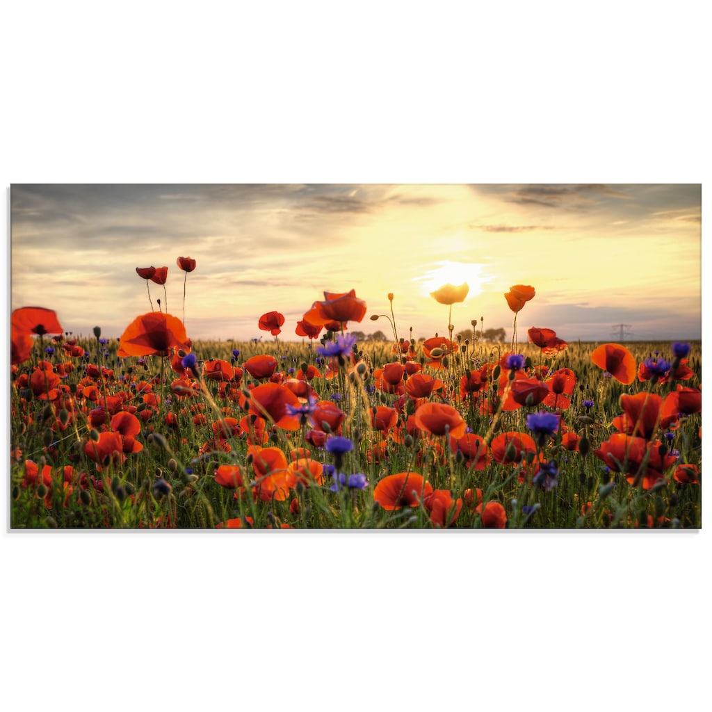 Artland Glasbild »Mohnblumen«, Blumen, (1 St.)