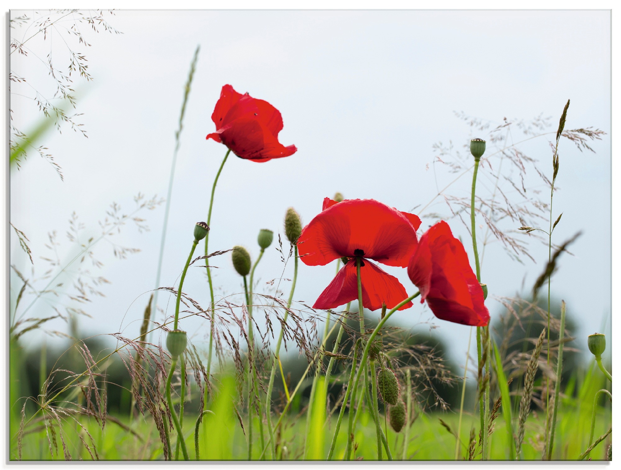 Artland Glasbild »Mohnblumen«, Blumen, (1 St.)