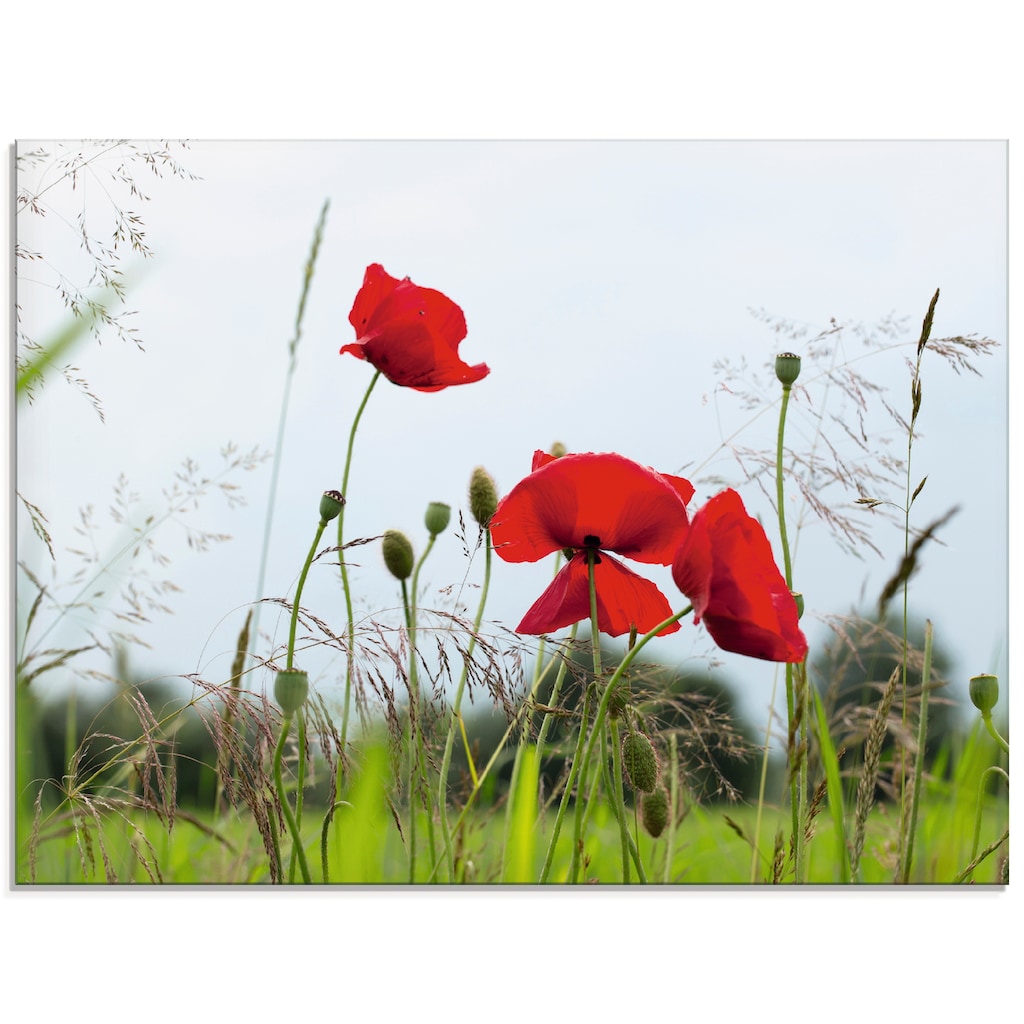 Artland Glasbild »Mohnblumen I«, Blumen, (1 St.)
