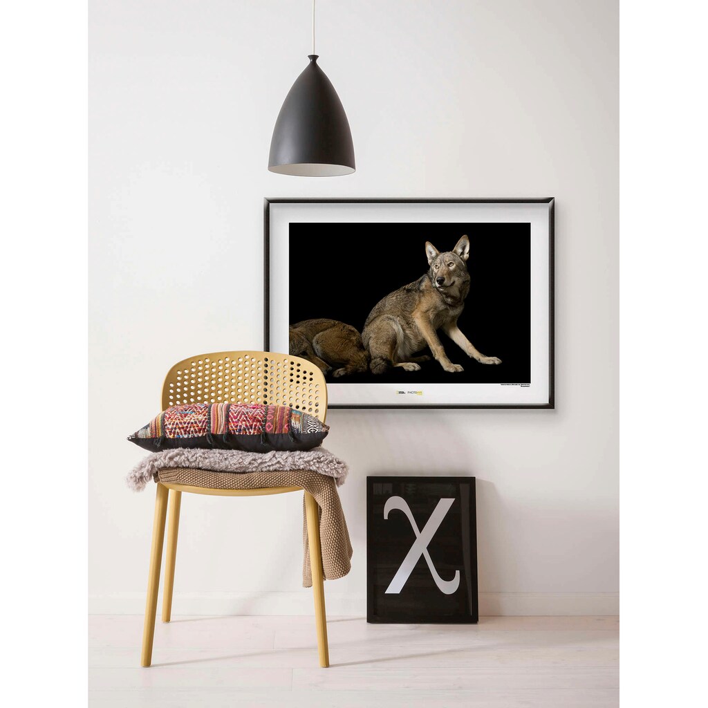 Komar Poster »Red Wolf«, Tiere, Höhe: 40cm