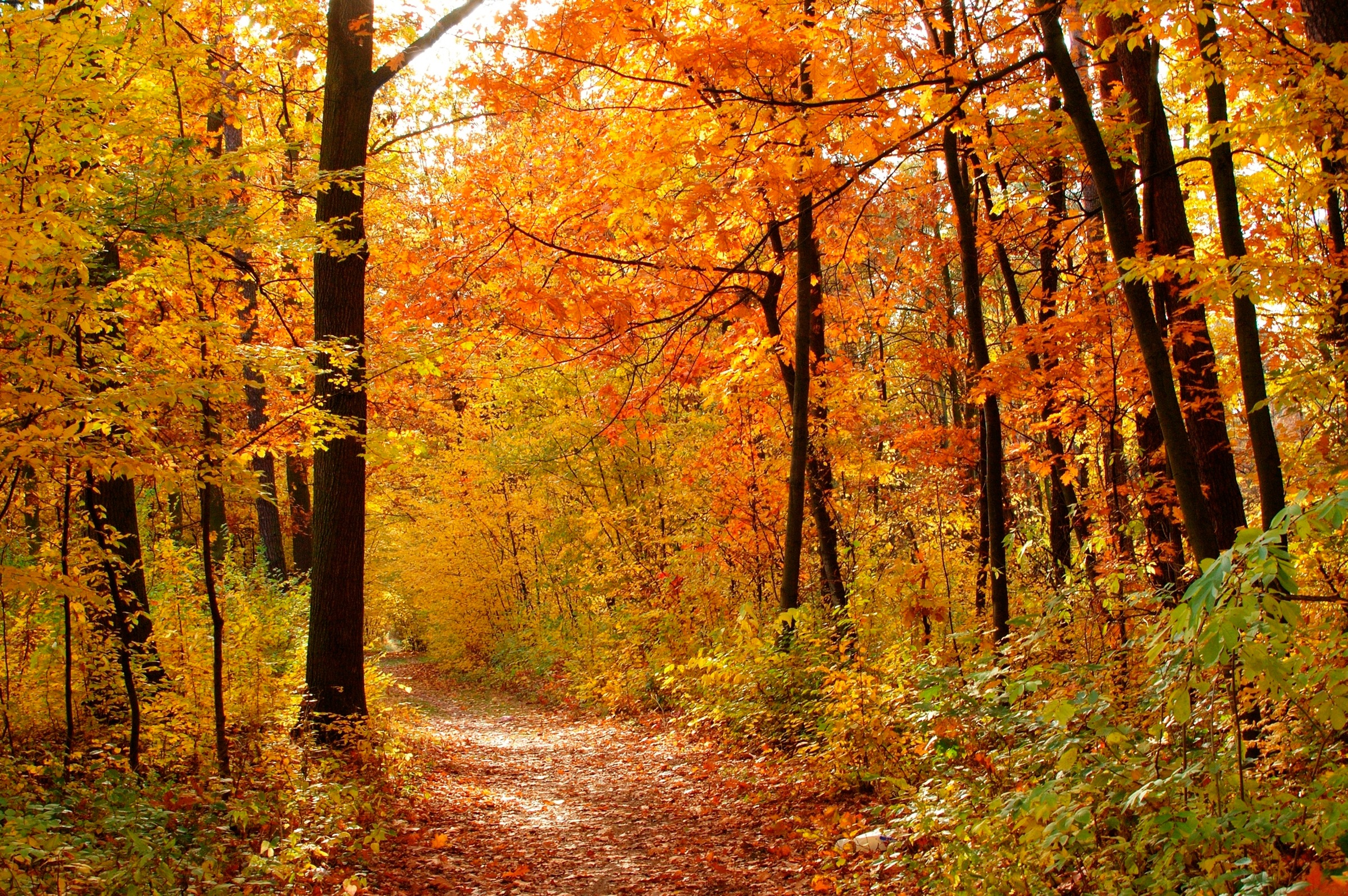Papermoon Fototapete »Autum Forest«